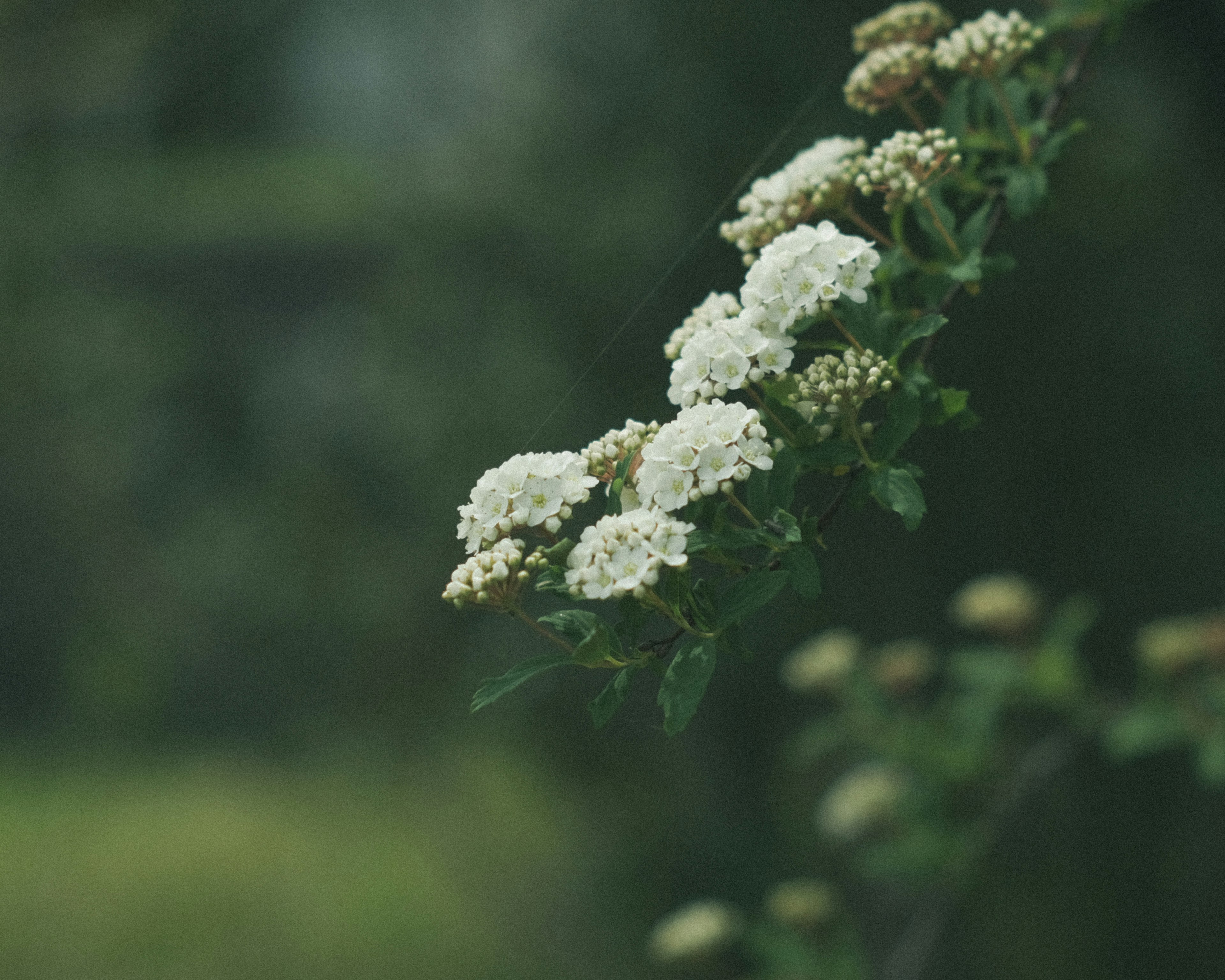 Close-up of a branch with white flowers against a green background