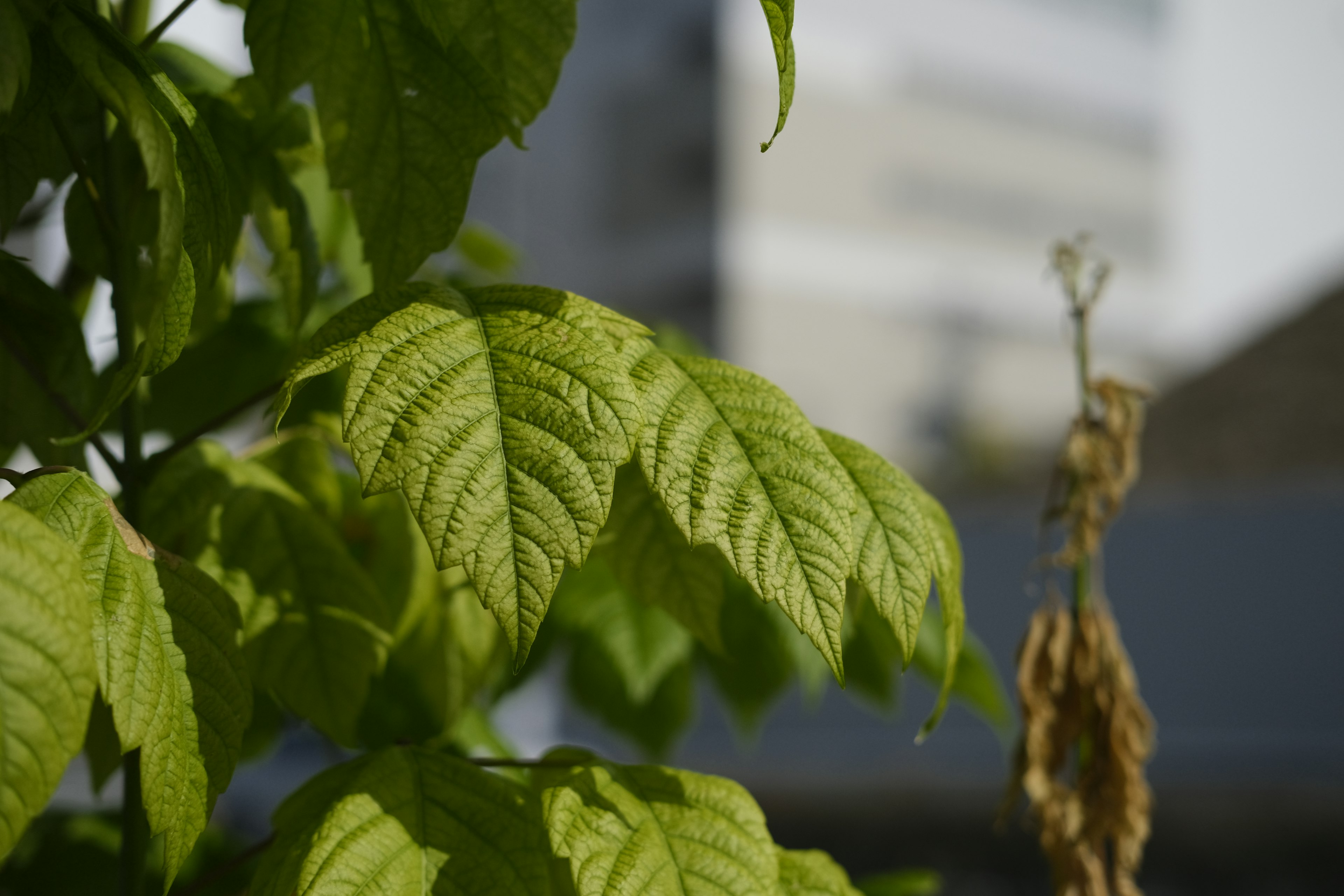 Green leaves with a blurred building in the background