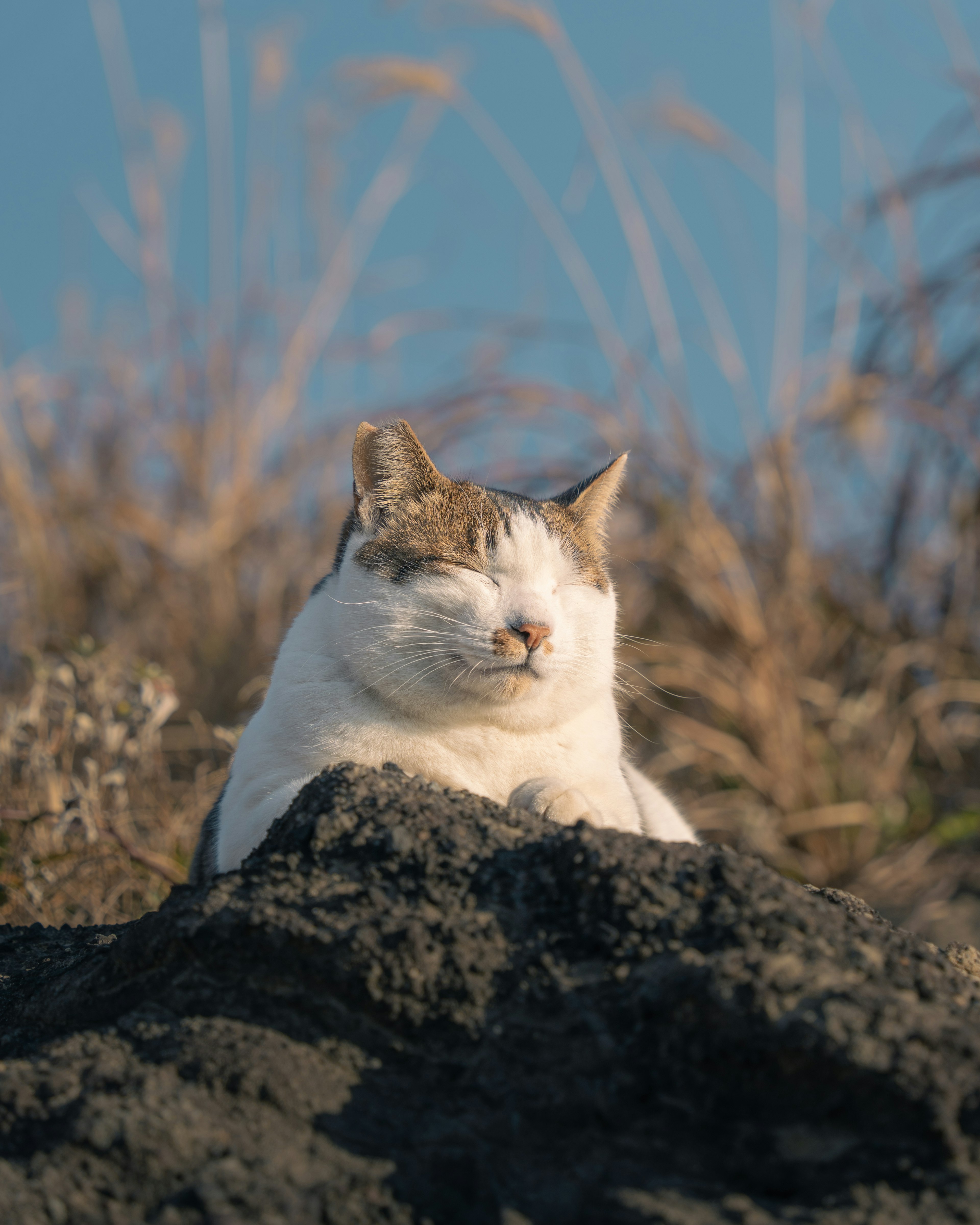 岩の上で目を閉じてくつろぐ白い猫