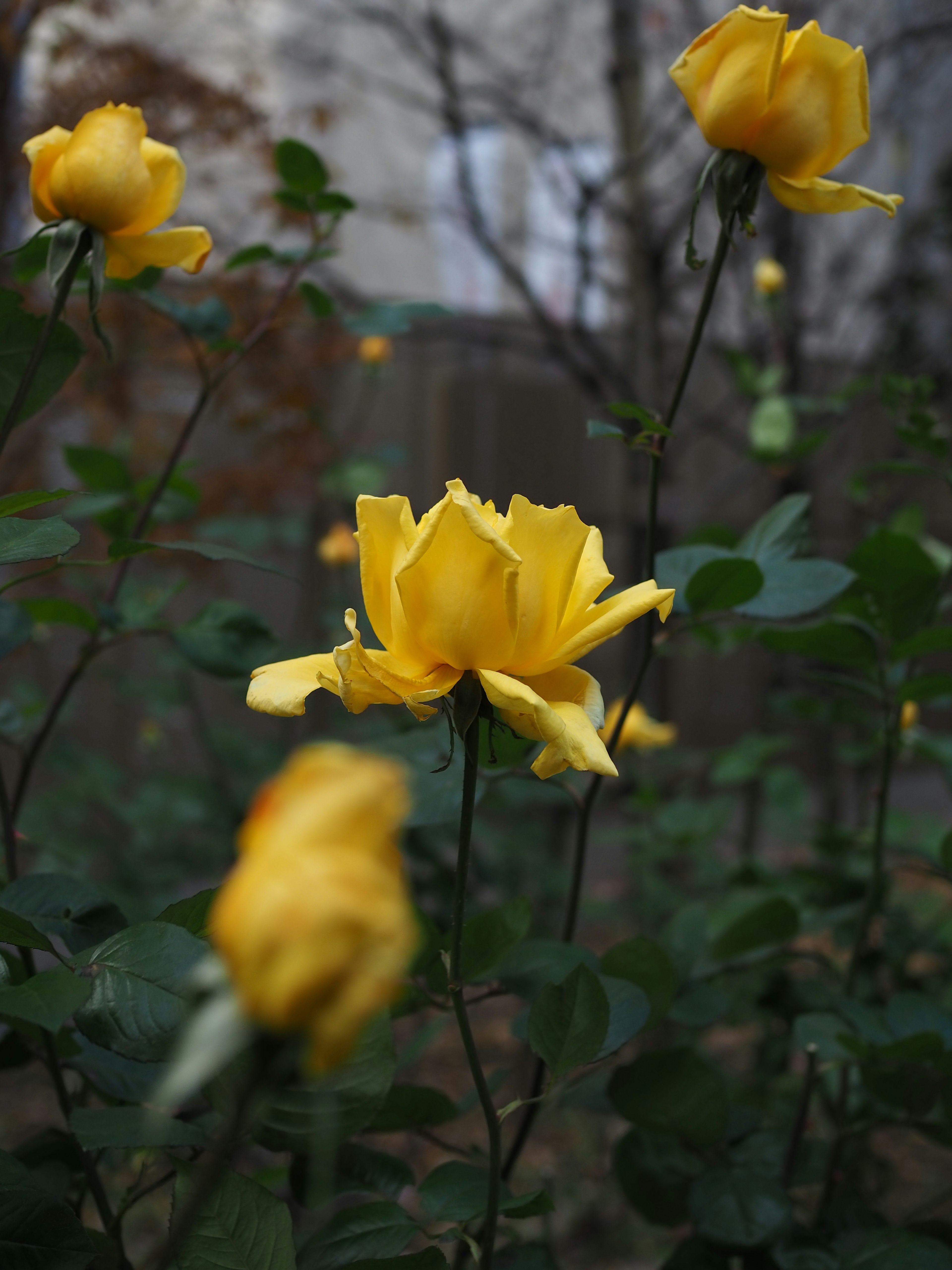 Une scène de jardin avec des roses jaunes en fleurs