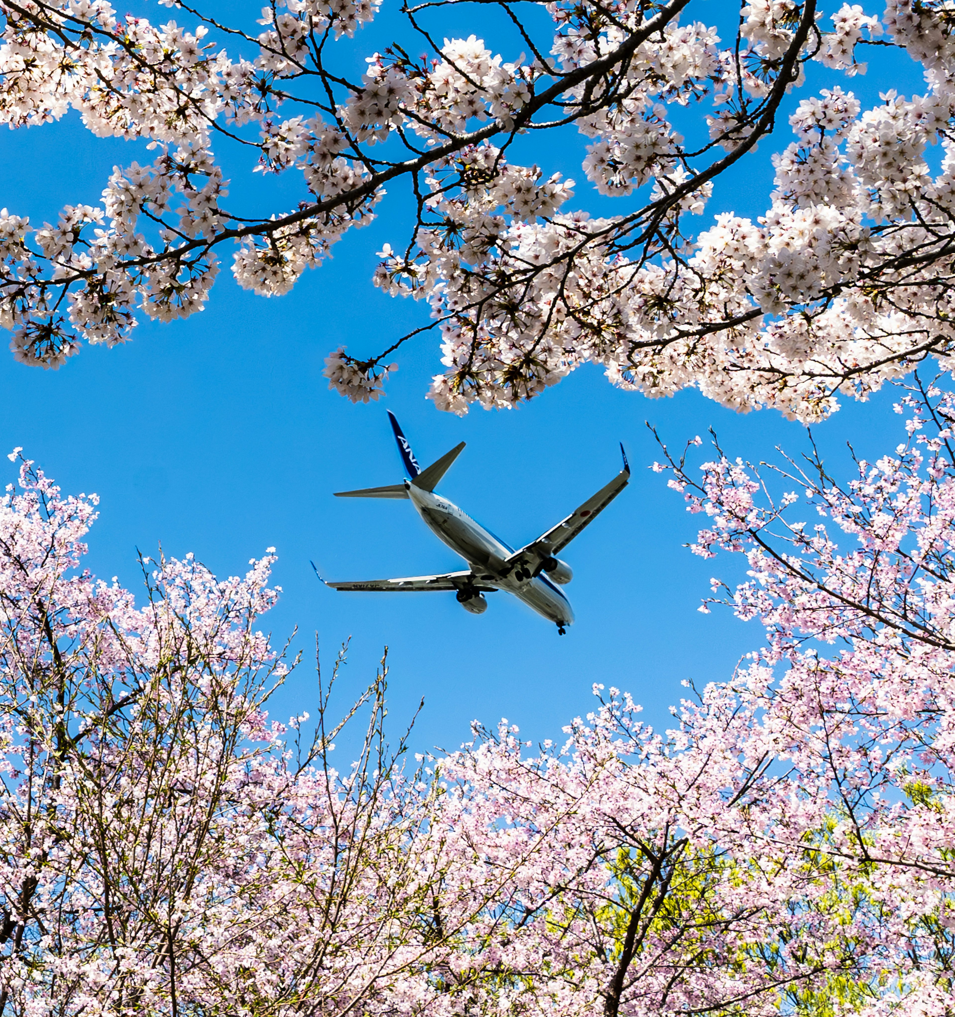 青空に舞う飛行機と桜の花の美しい景色