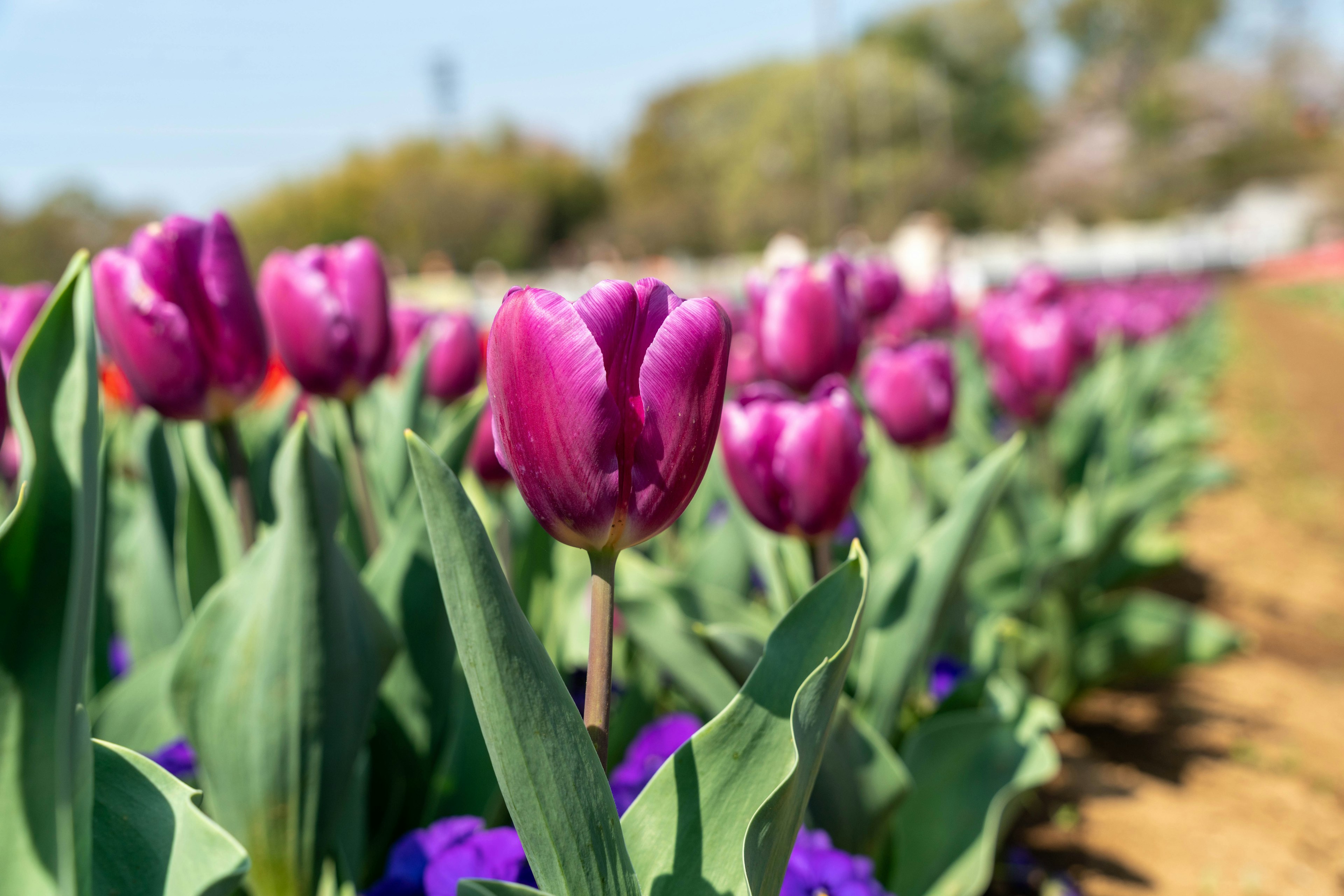 Campo de vibrantes tulipanes morados en flor