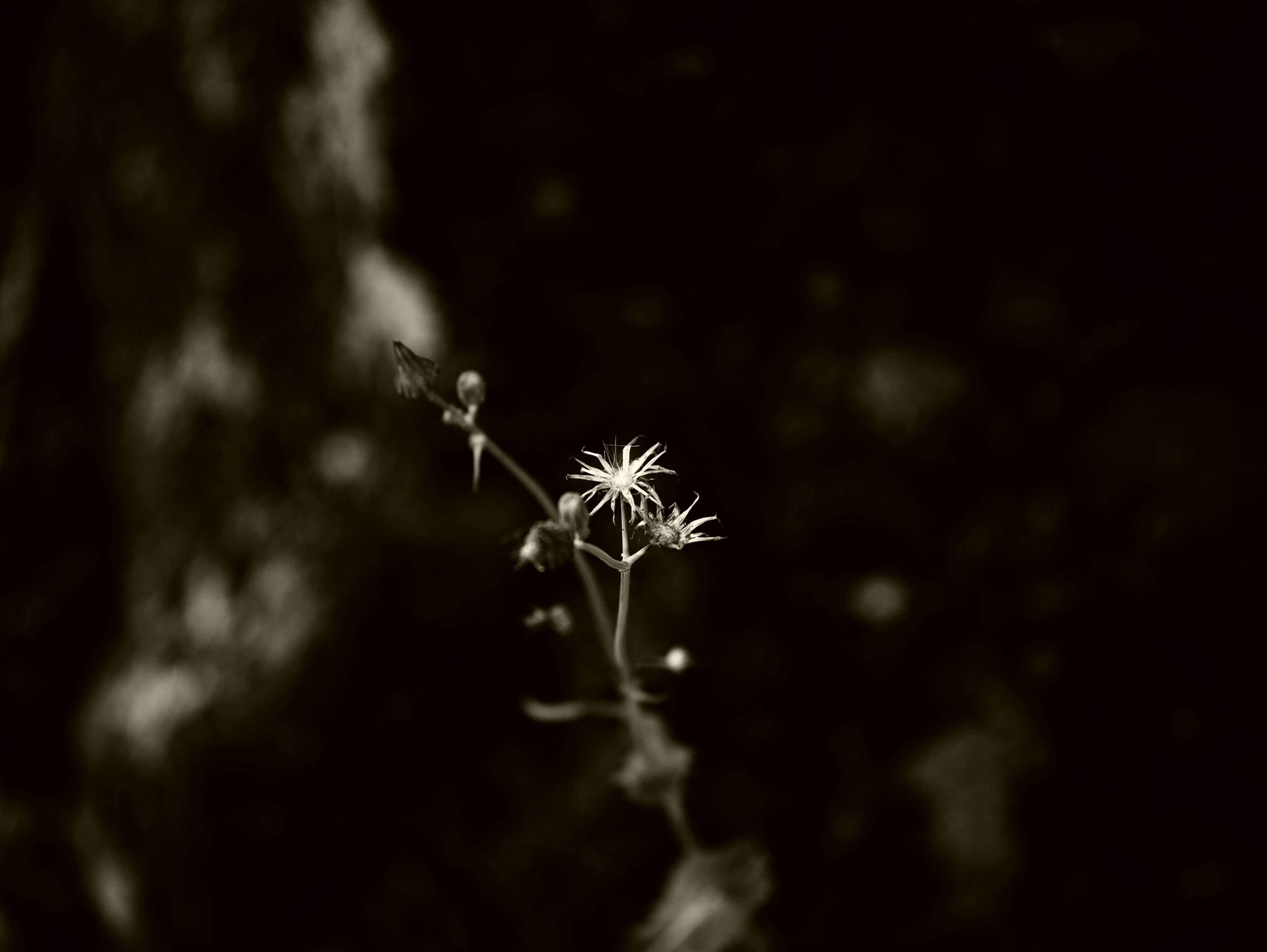 Pequeña flor blanca sobre un fondo oscuro