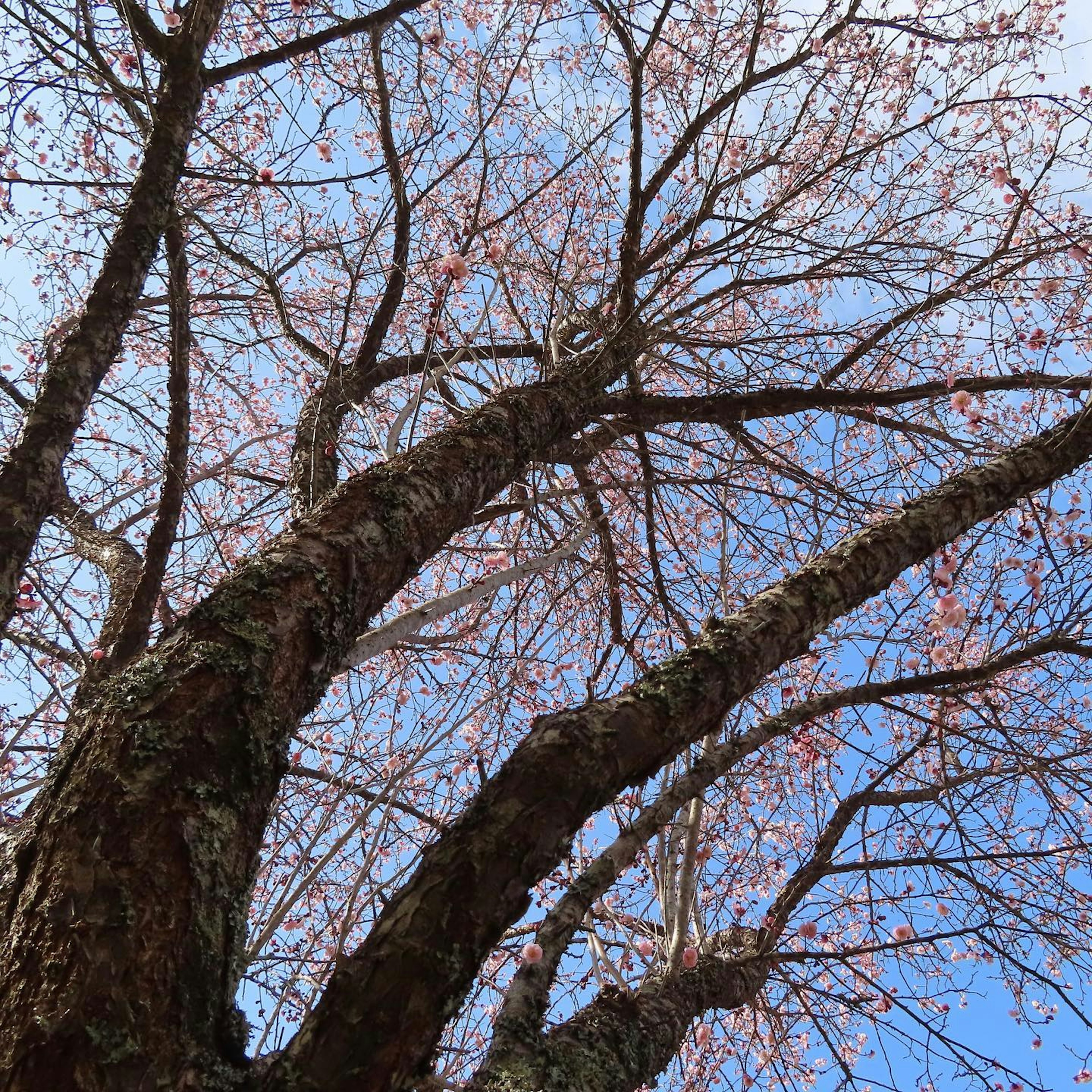 Äste eines Kirschbaums mit hellrosa Blüten unter einem blauen Himmel