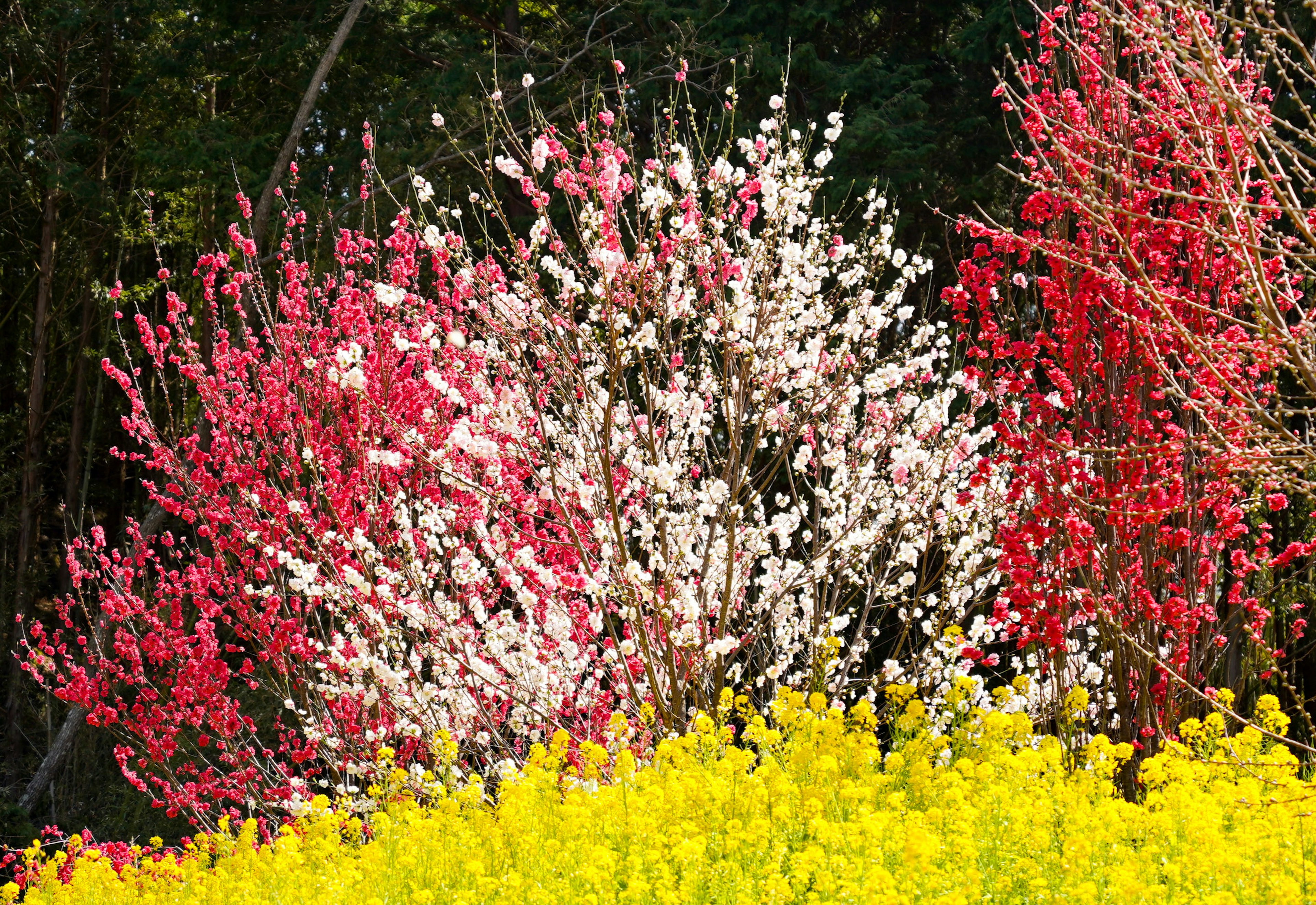 Alberi in fiore rosa e bianchi con un campo di fiori gialli in primo piano