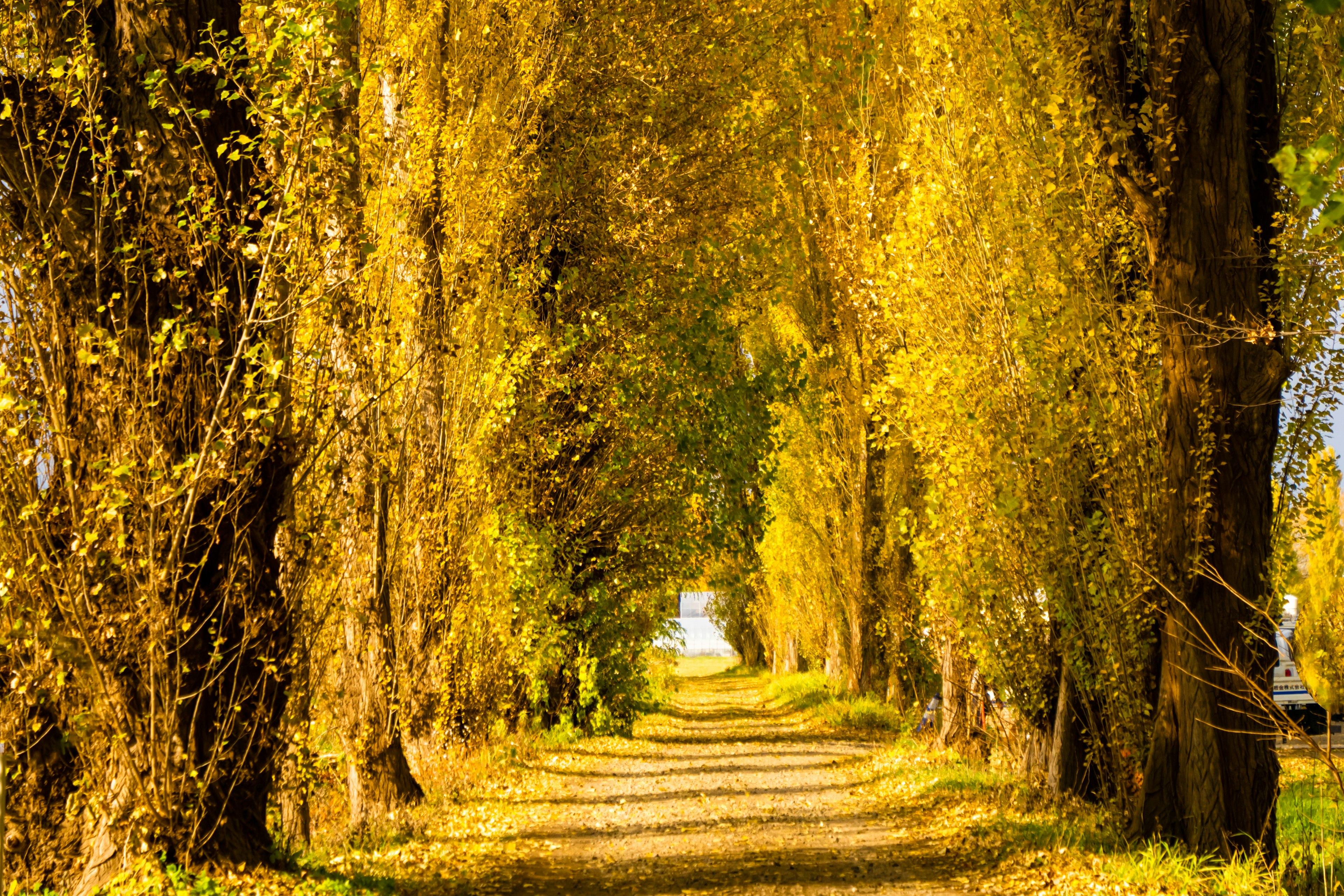 A tranquil pathway lined with vibrant yellow trees in autumn