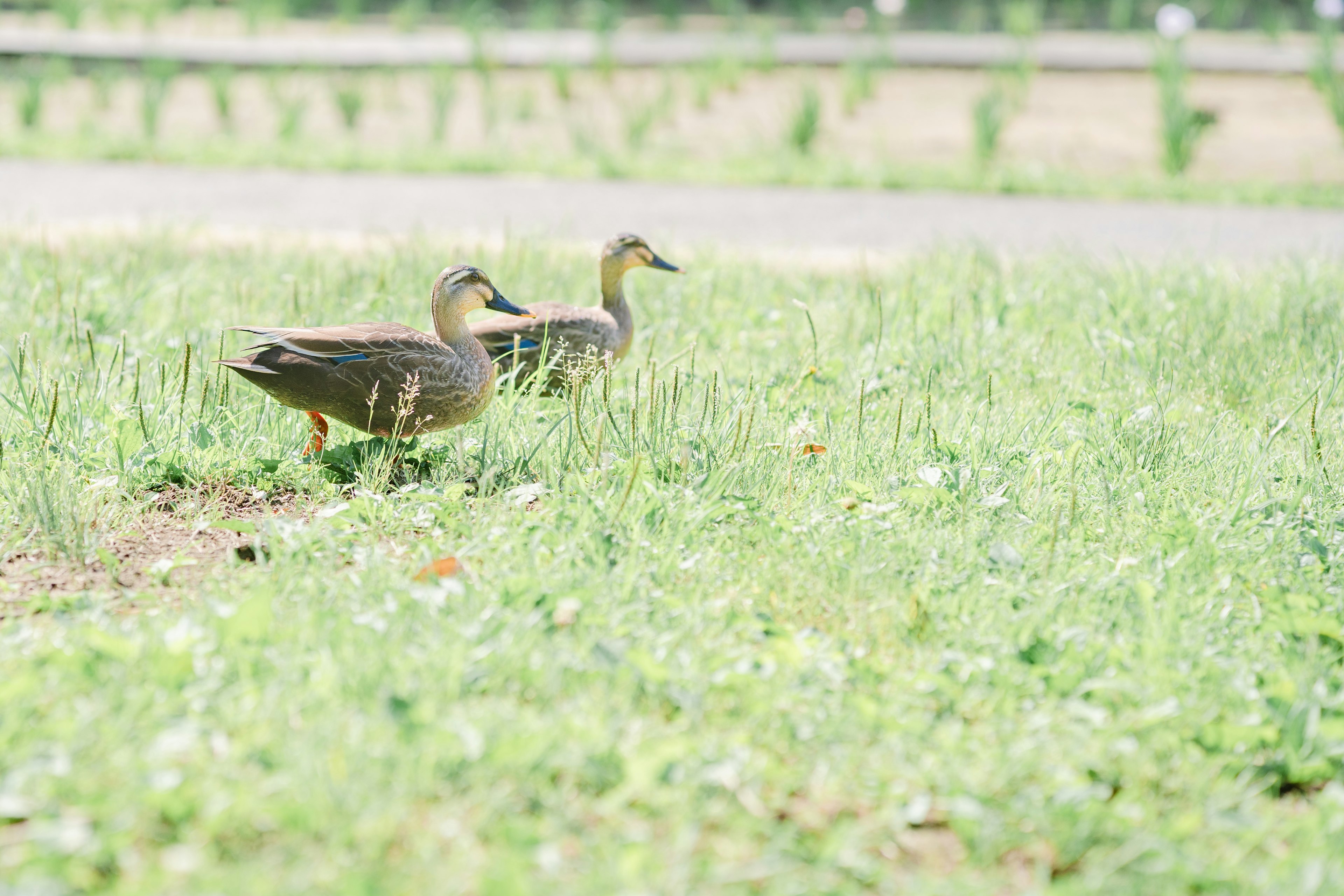 Due anatre che camminano in un prato verde