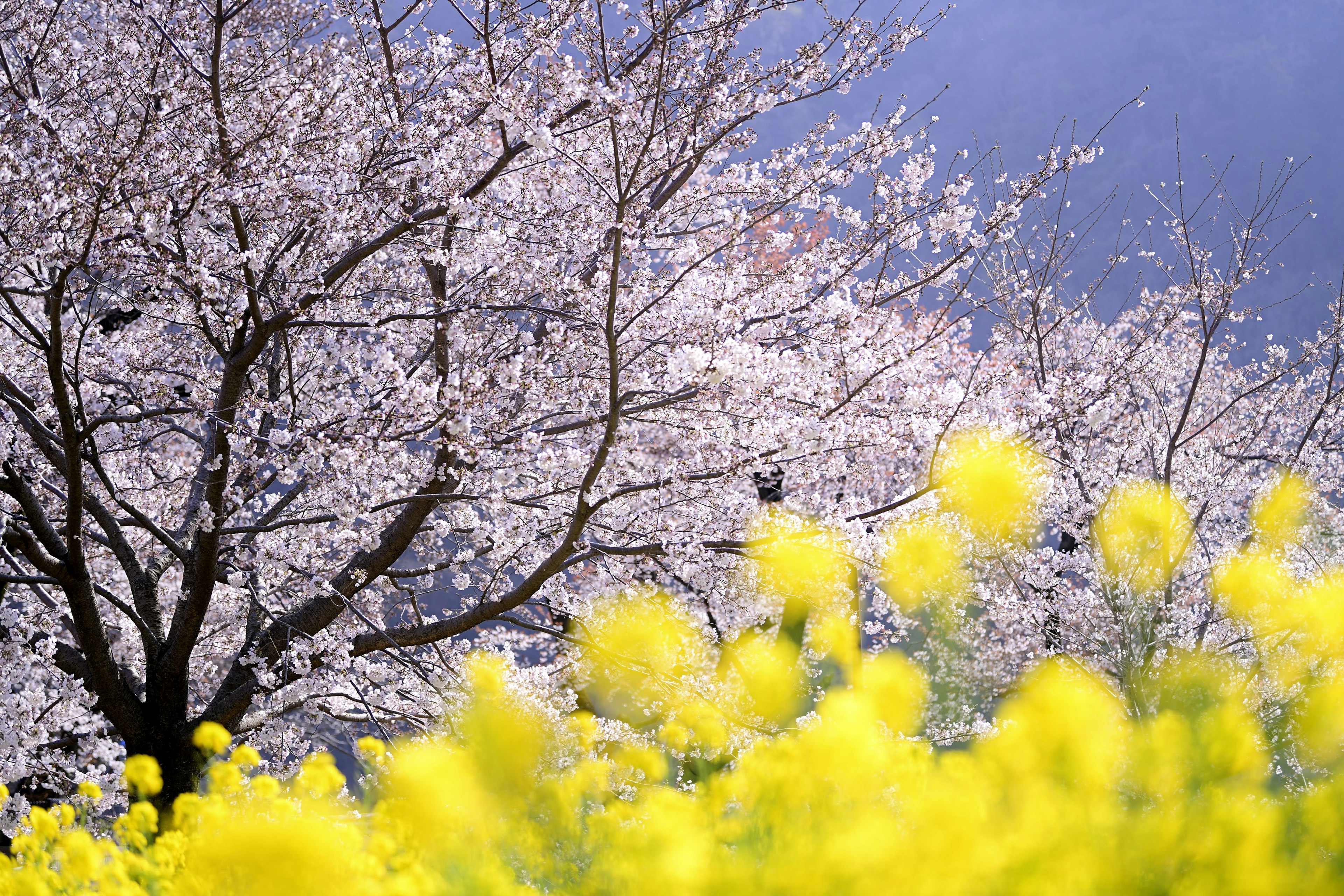 Árbol de cerezo y flores de colza amarillas en primavera