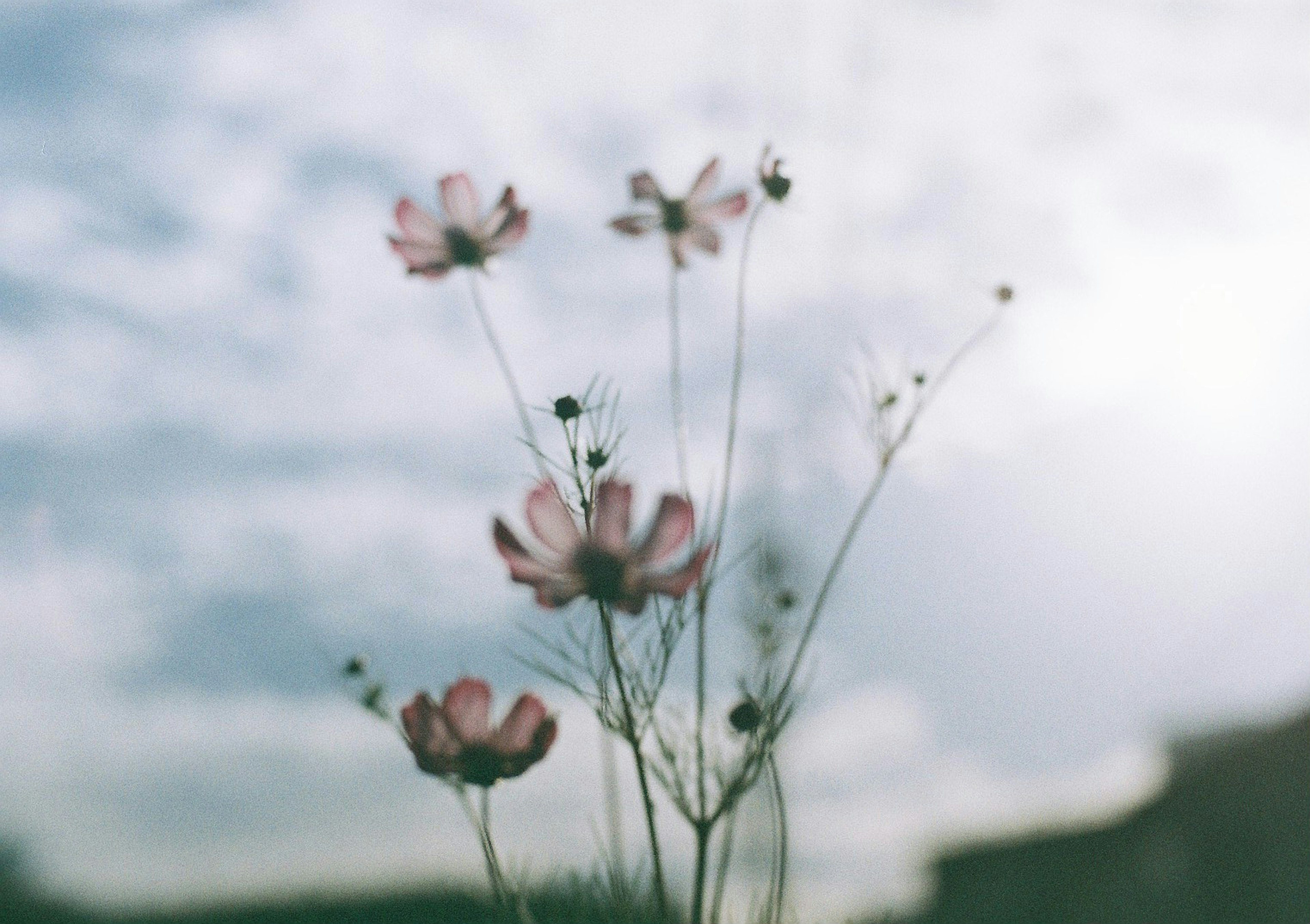 Close-up of delicate flowers under a hazy sky