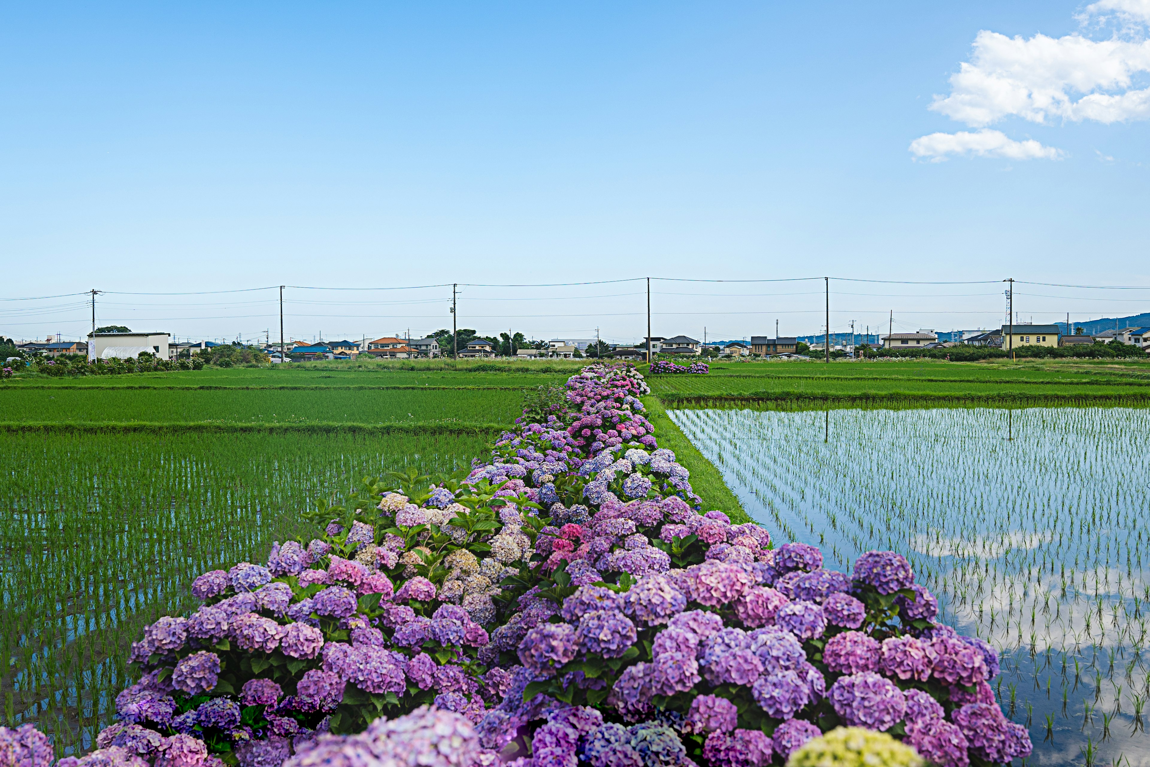 美しい紫色のアジサイが咲く田んぼの風景