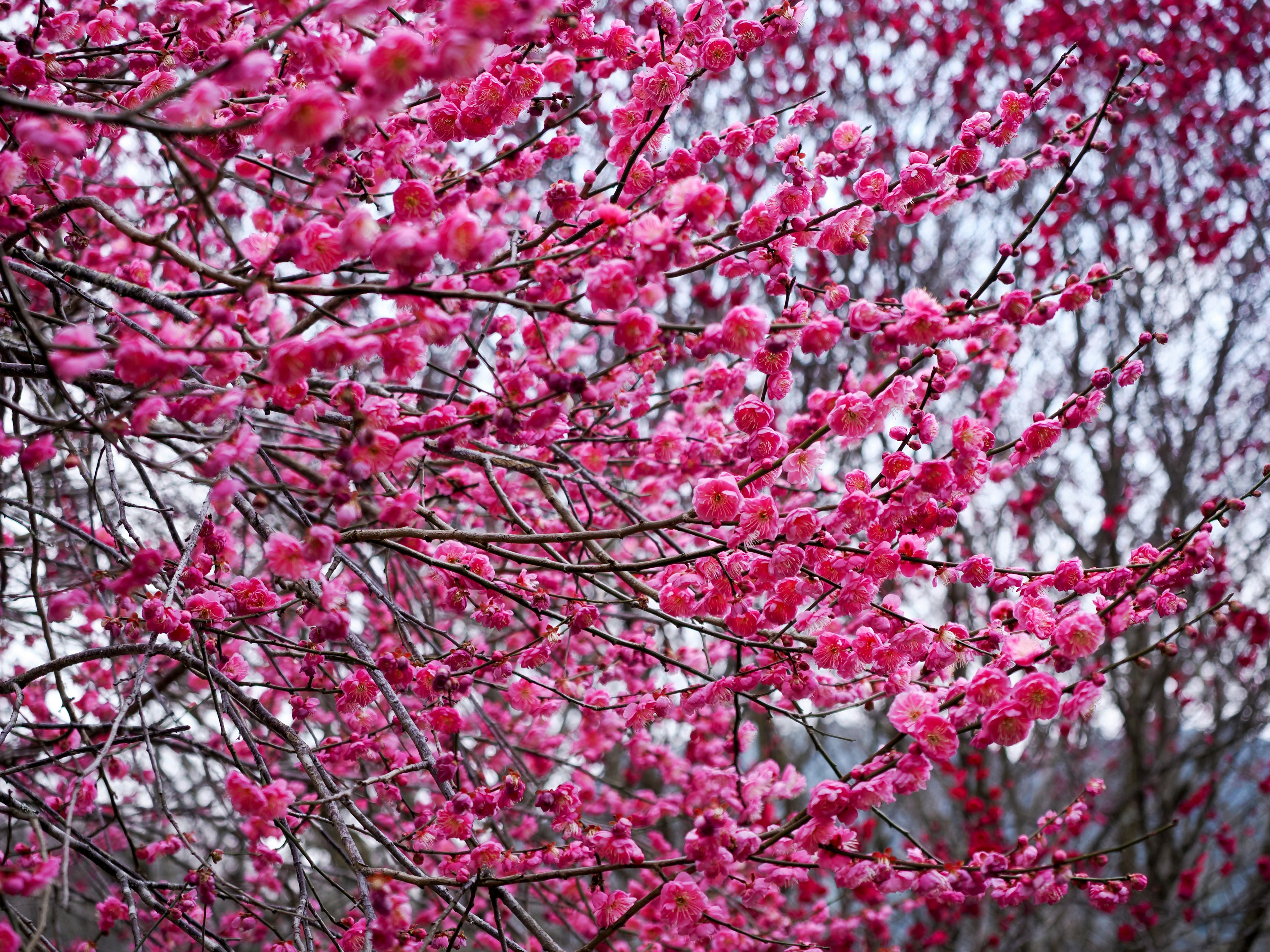 Close-up cabang dengan bunga pink cerah yang sedang mekar