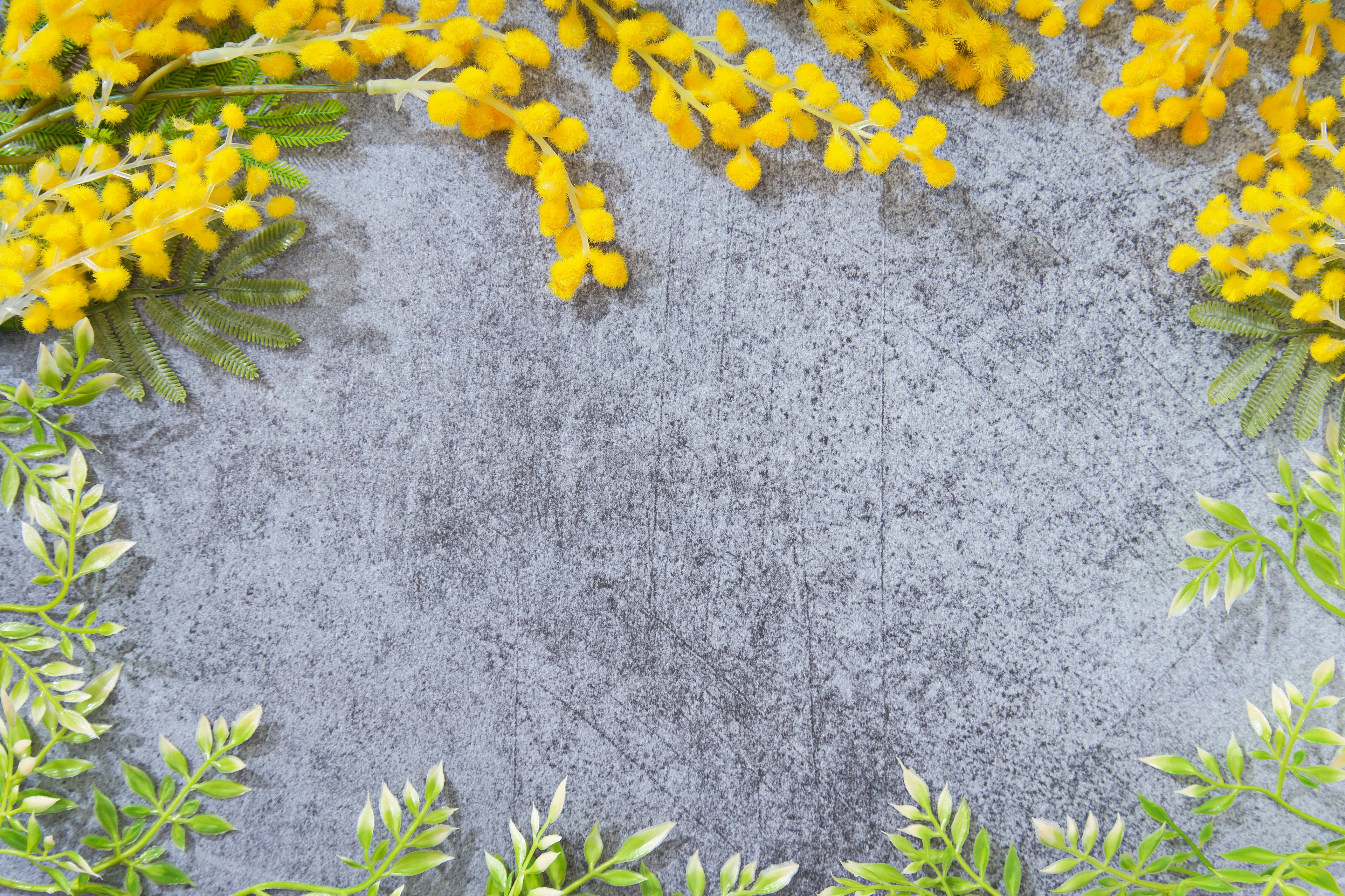 Gelbe Mimose und grüne Blätter umrahmen einen grauen Hintergrund