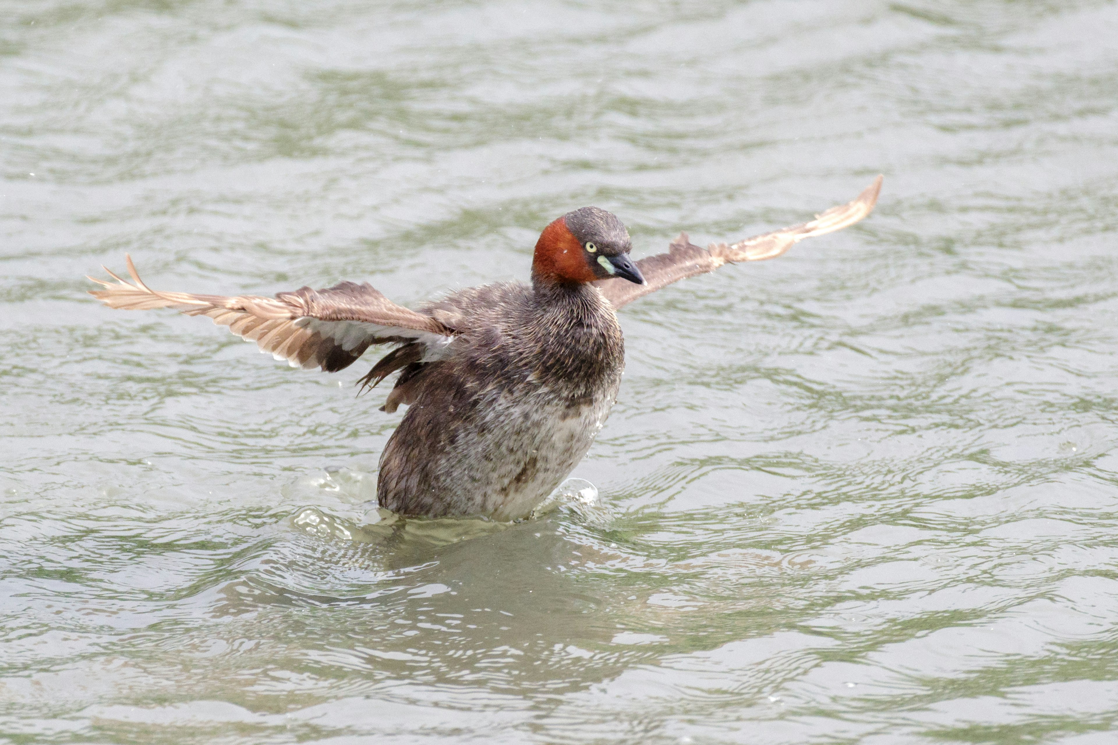 A duck spreading its wings on the water surface