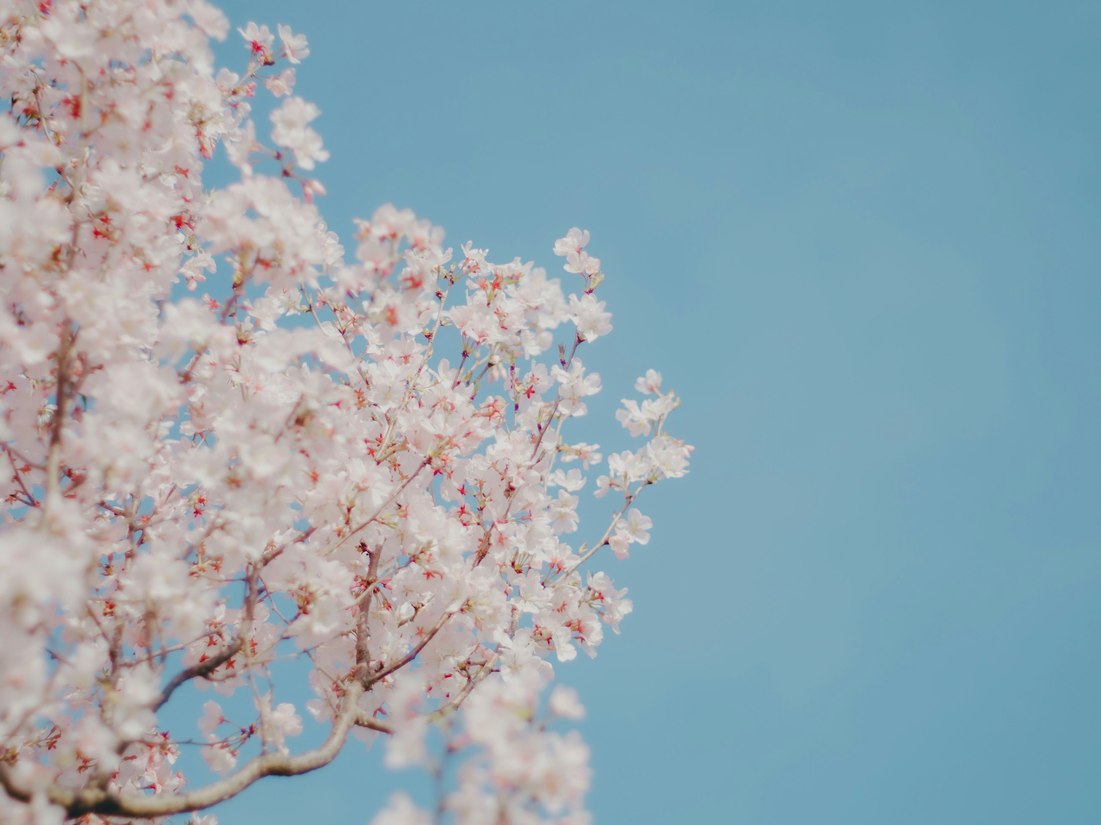 Gros plan sur des fleurs de cerisier contre un ciel bleu