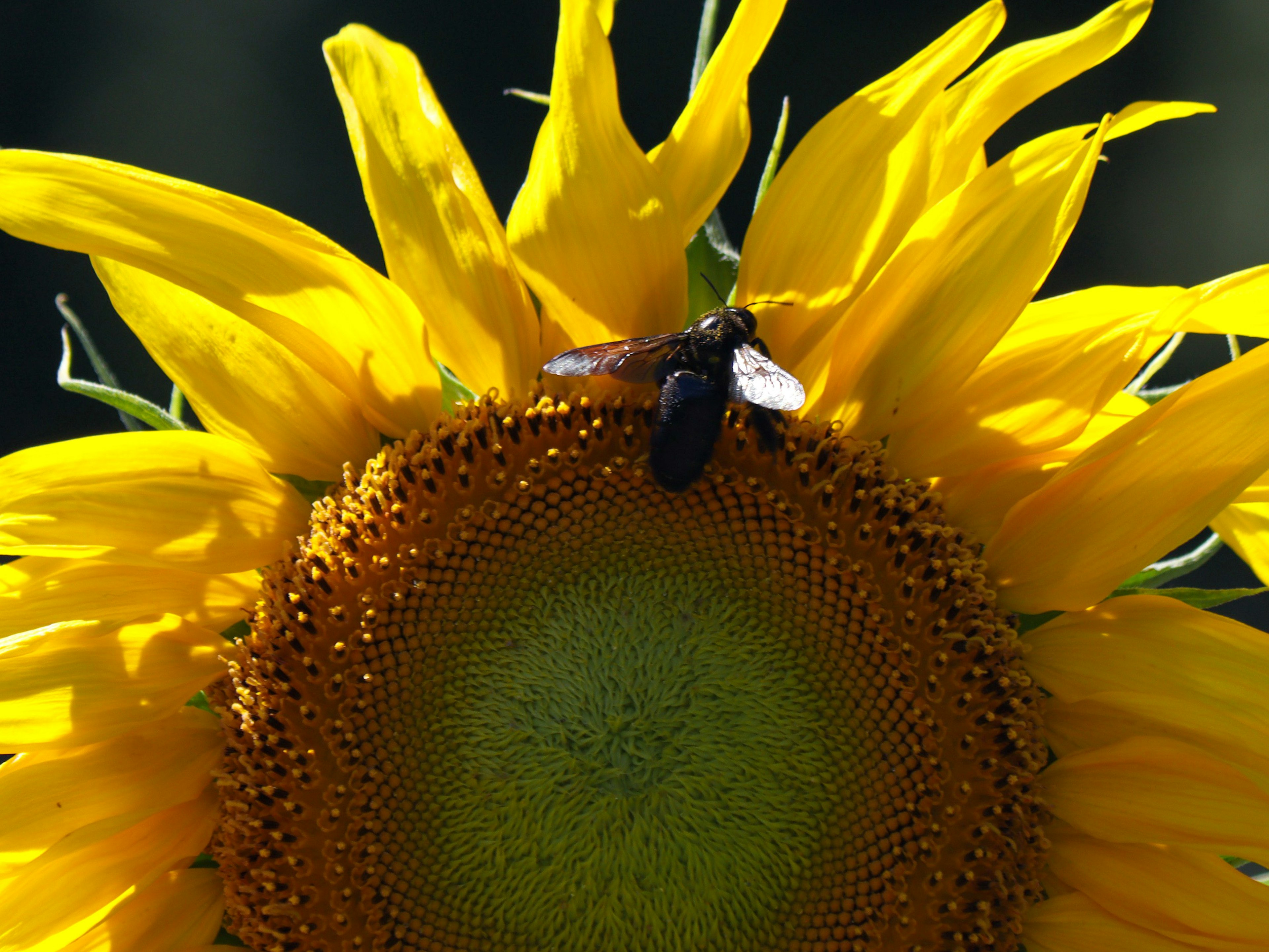 Primer plano de una abeja en un girasol