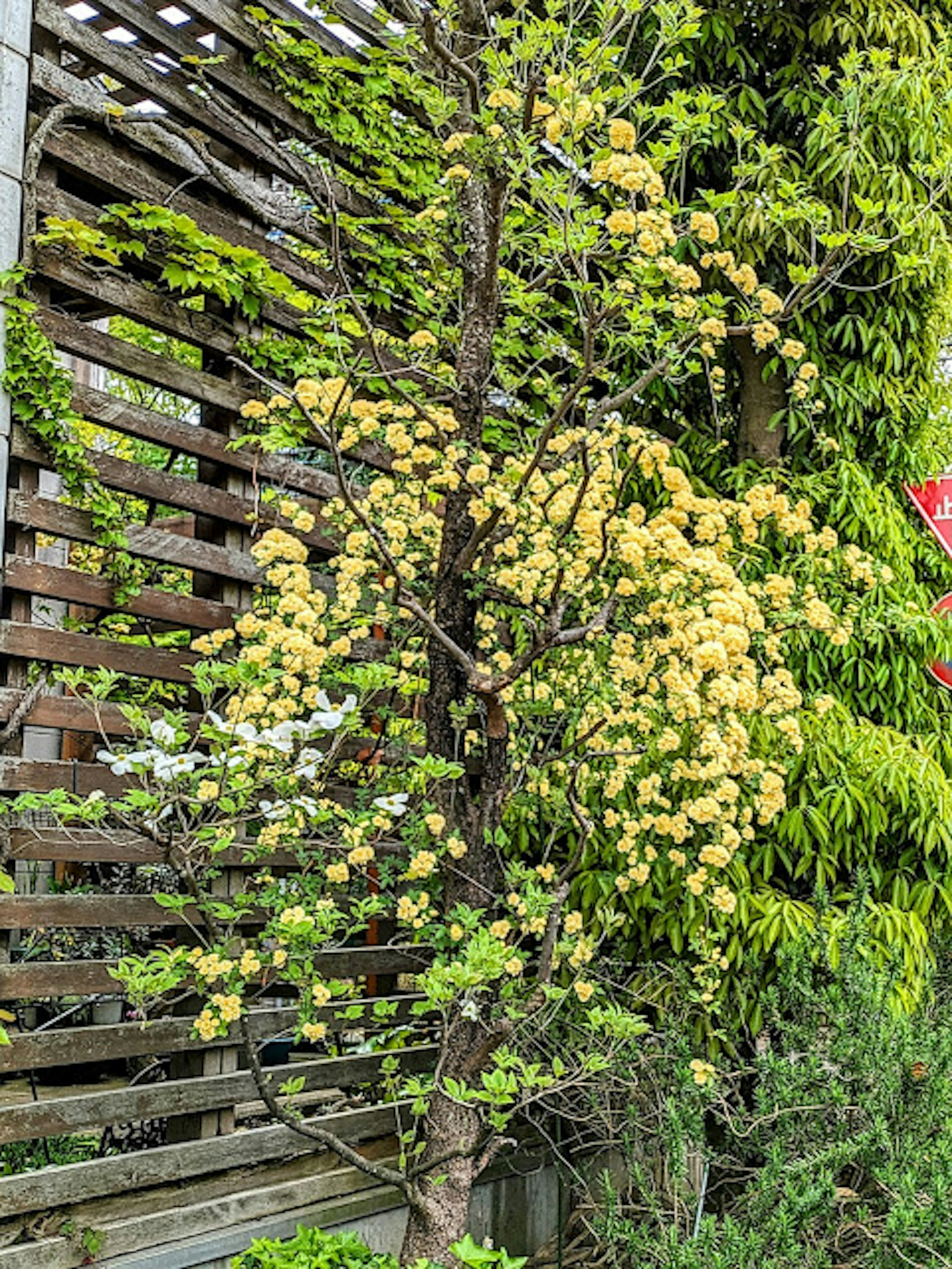 Arbre avec des feuilles vertes et des fleurs jaunes en arrière-plan d'une clôture en bois