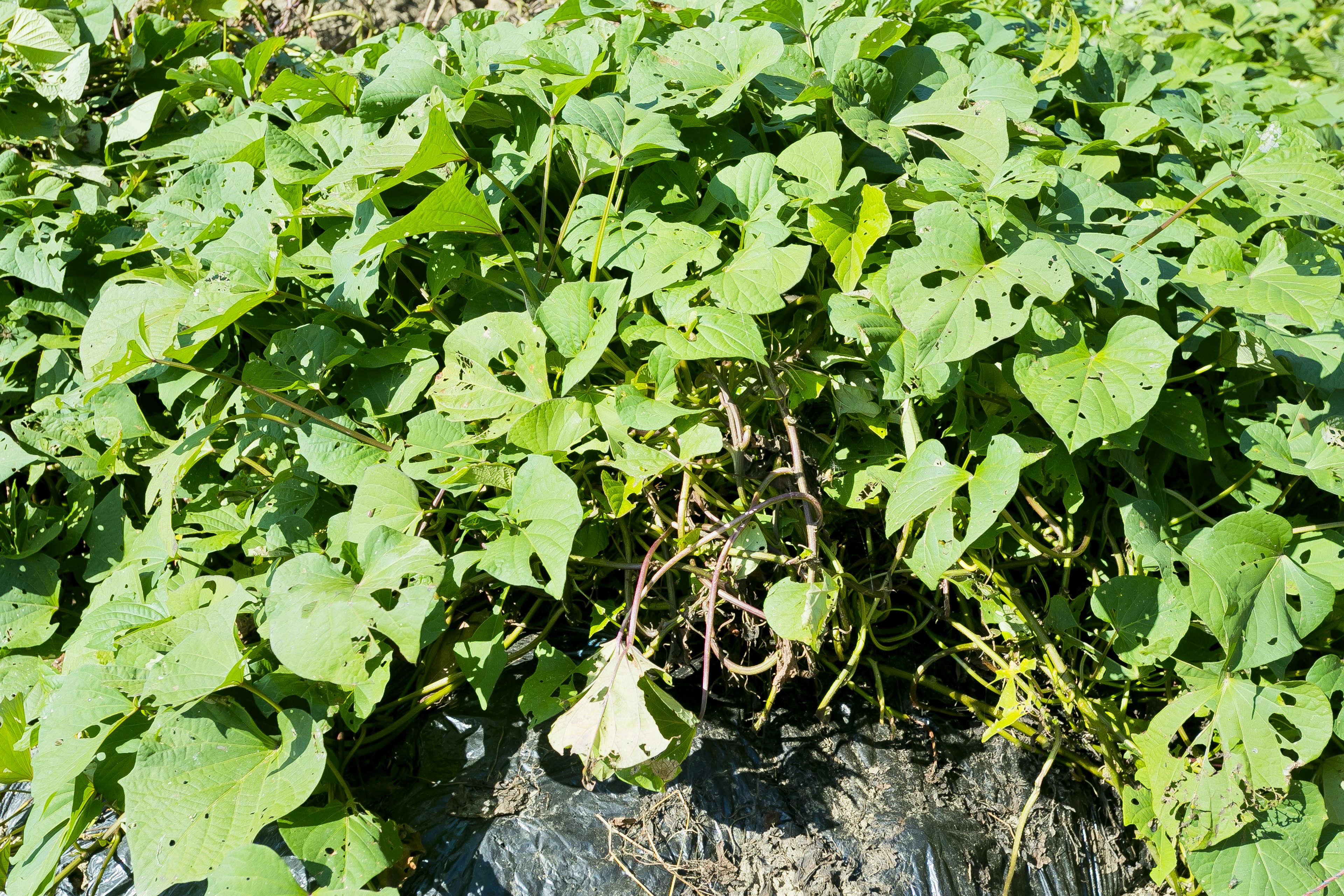 緑色の葉が豊かに生い茂る植物の群生 地面には黒いマルチングが見える