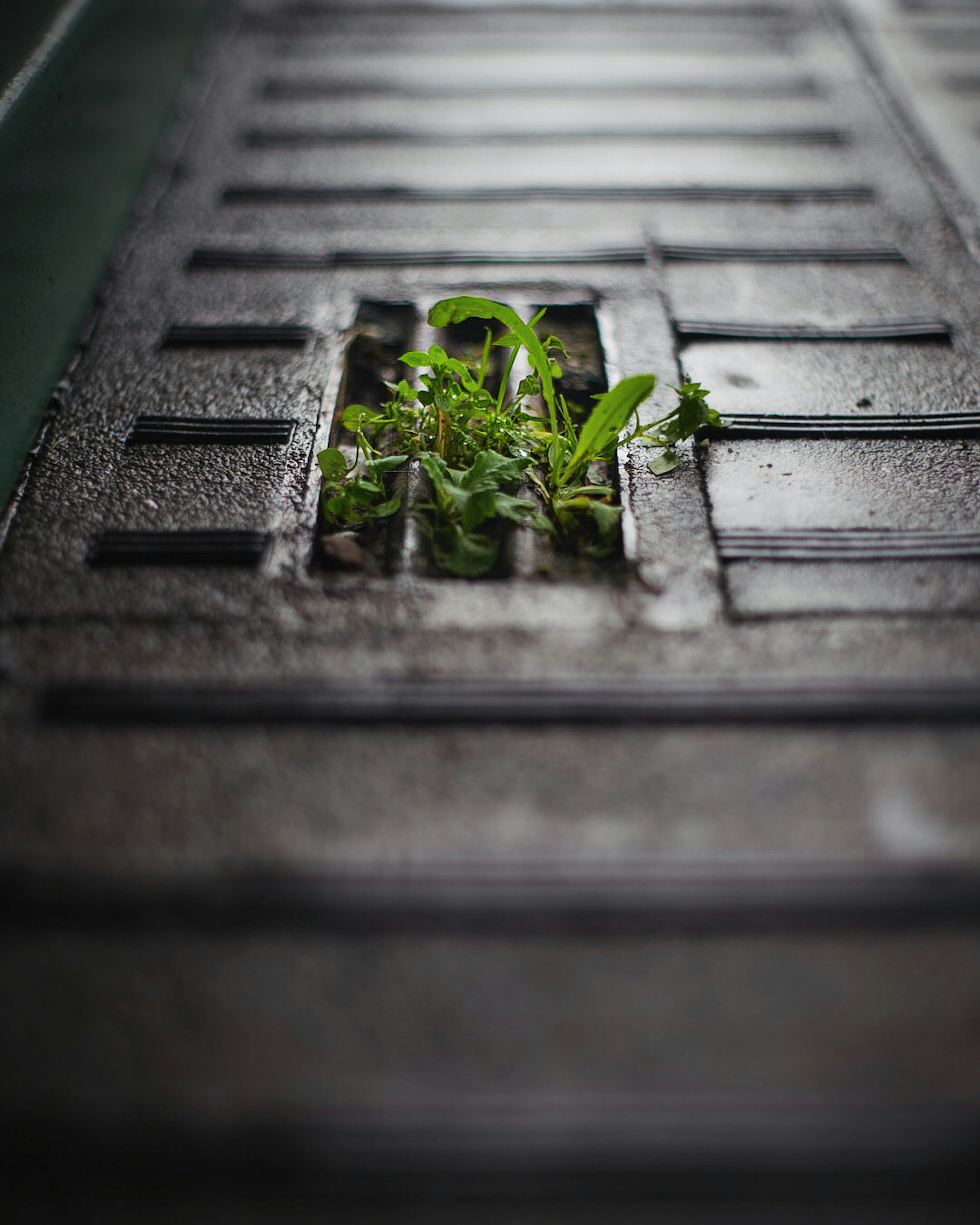 Green plants growing through a gap in a paved surface