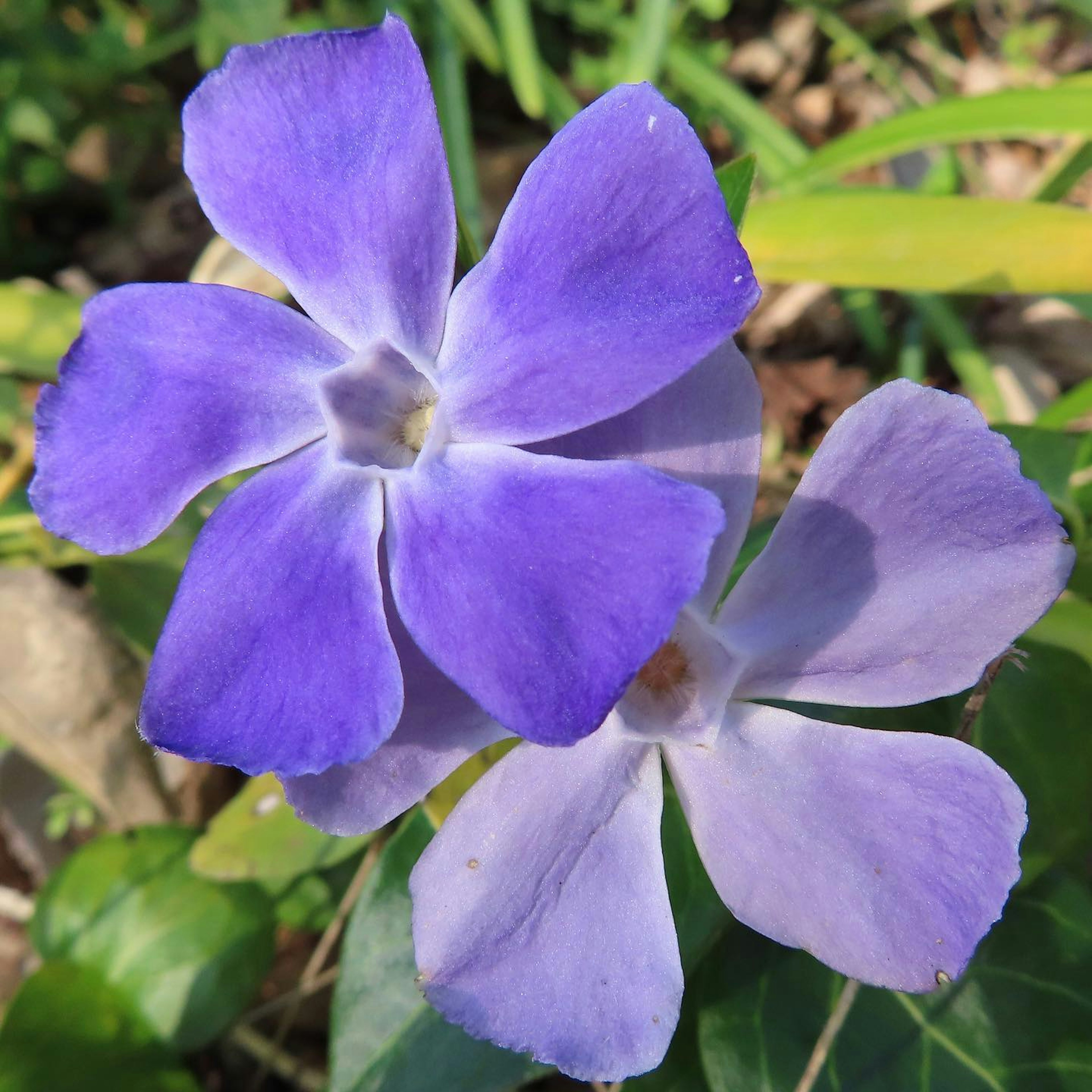 Due fiori viola che sbocciano insieme in un ambiente naturale