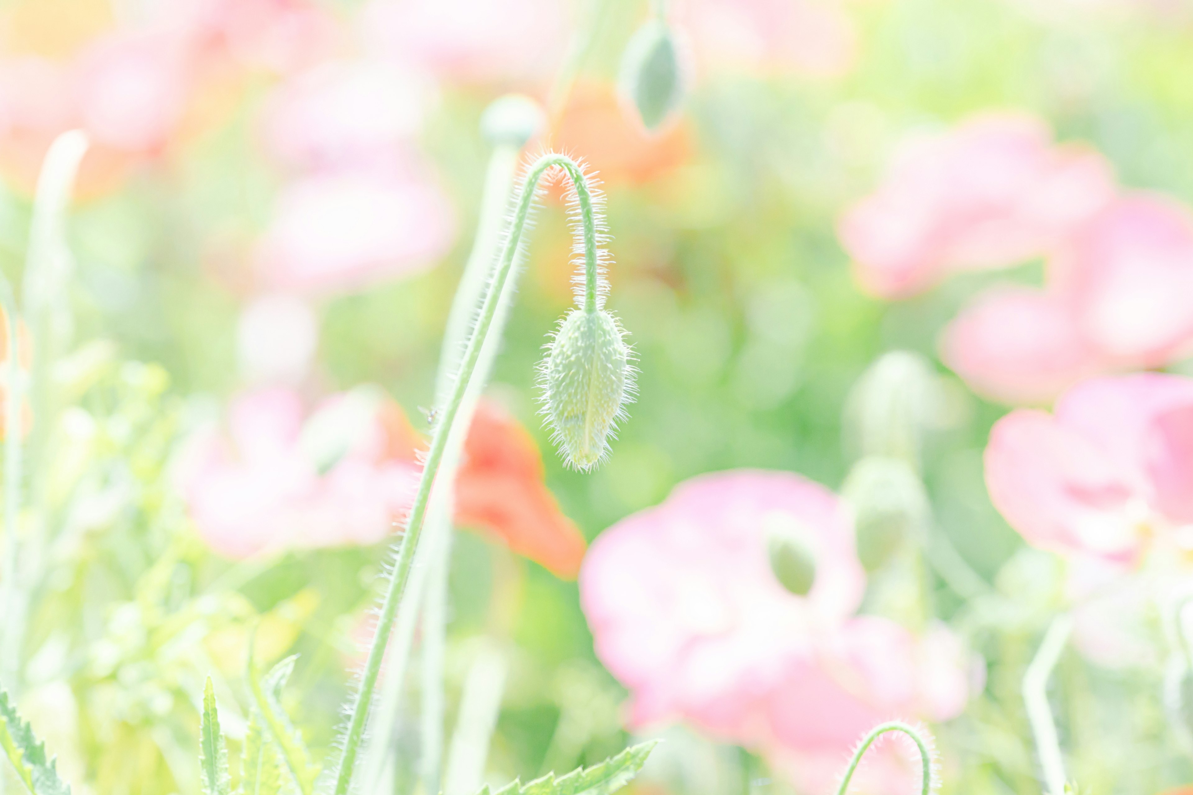 柔和色彩的罌粟花和花苞的田野