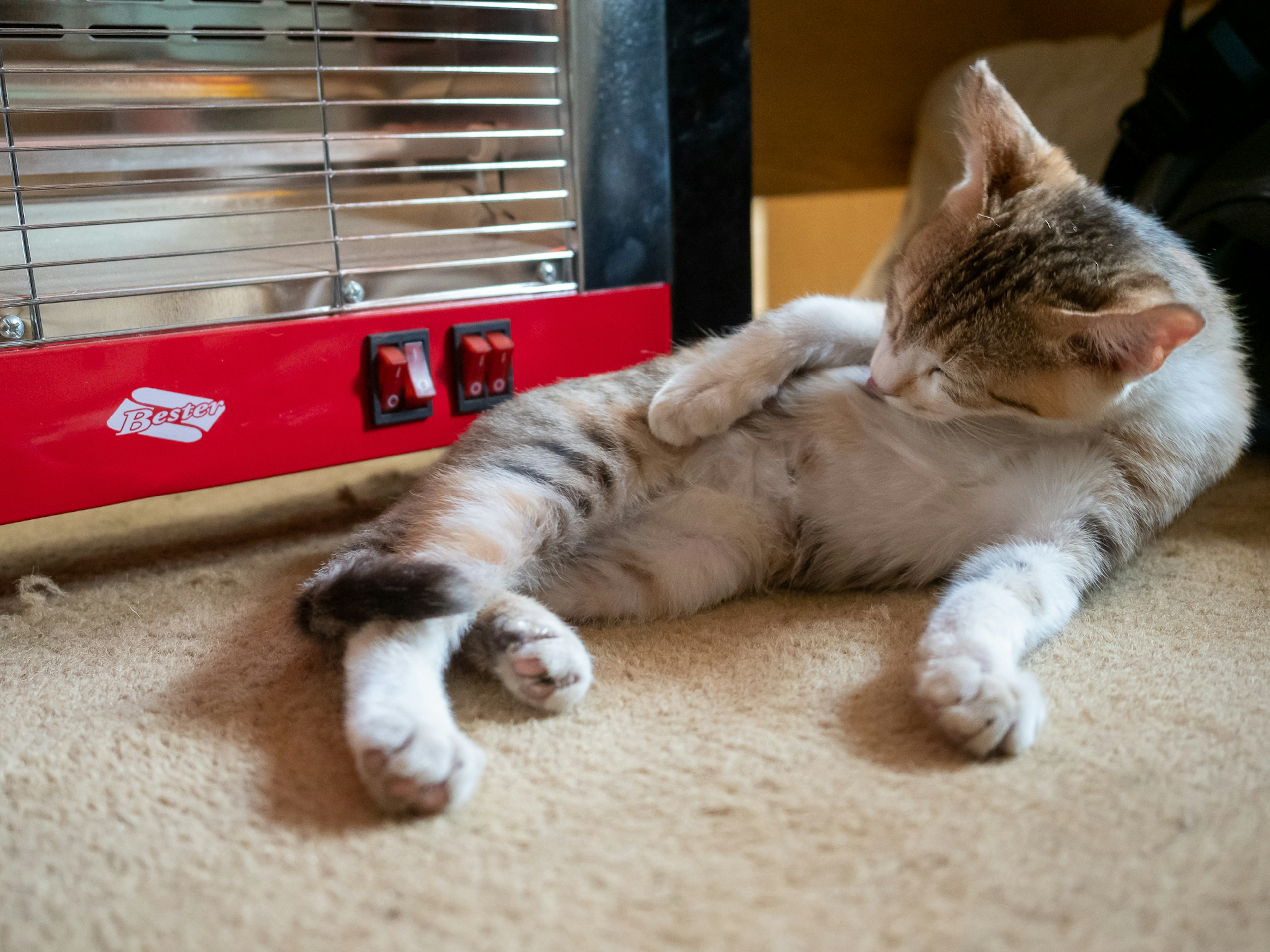 暖房器の近くでリラックスしている猫