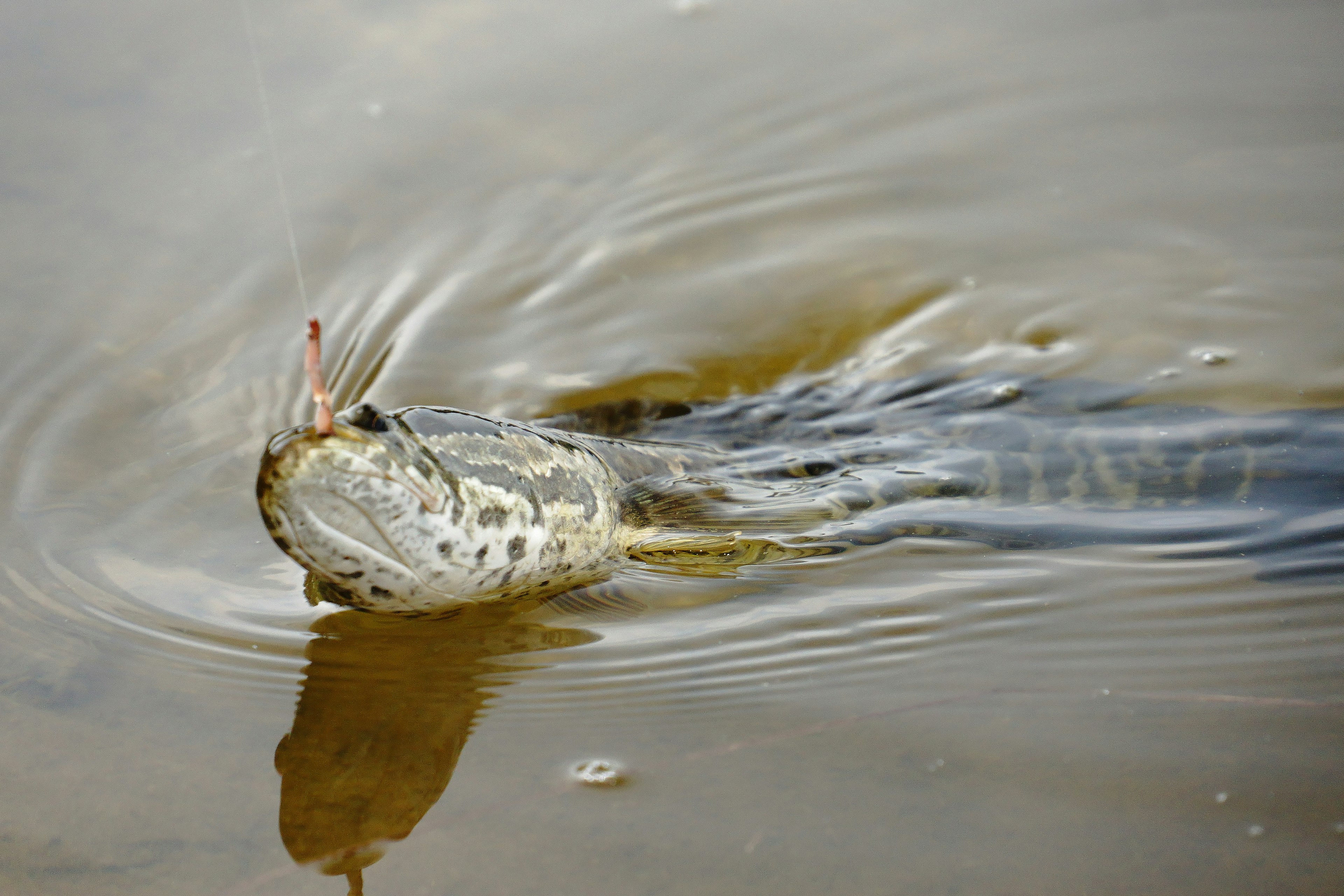 Ein Fisch, der aus dem Wasser auftaucht, mit einem einzigartigen Aussehen