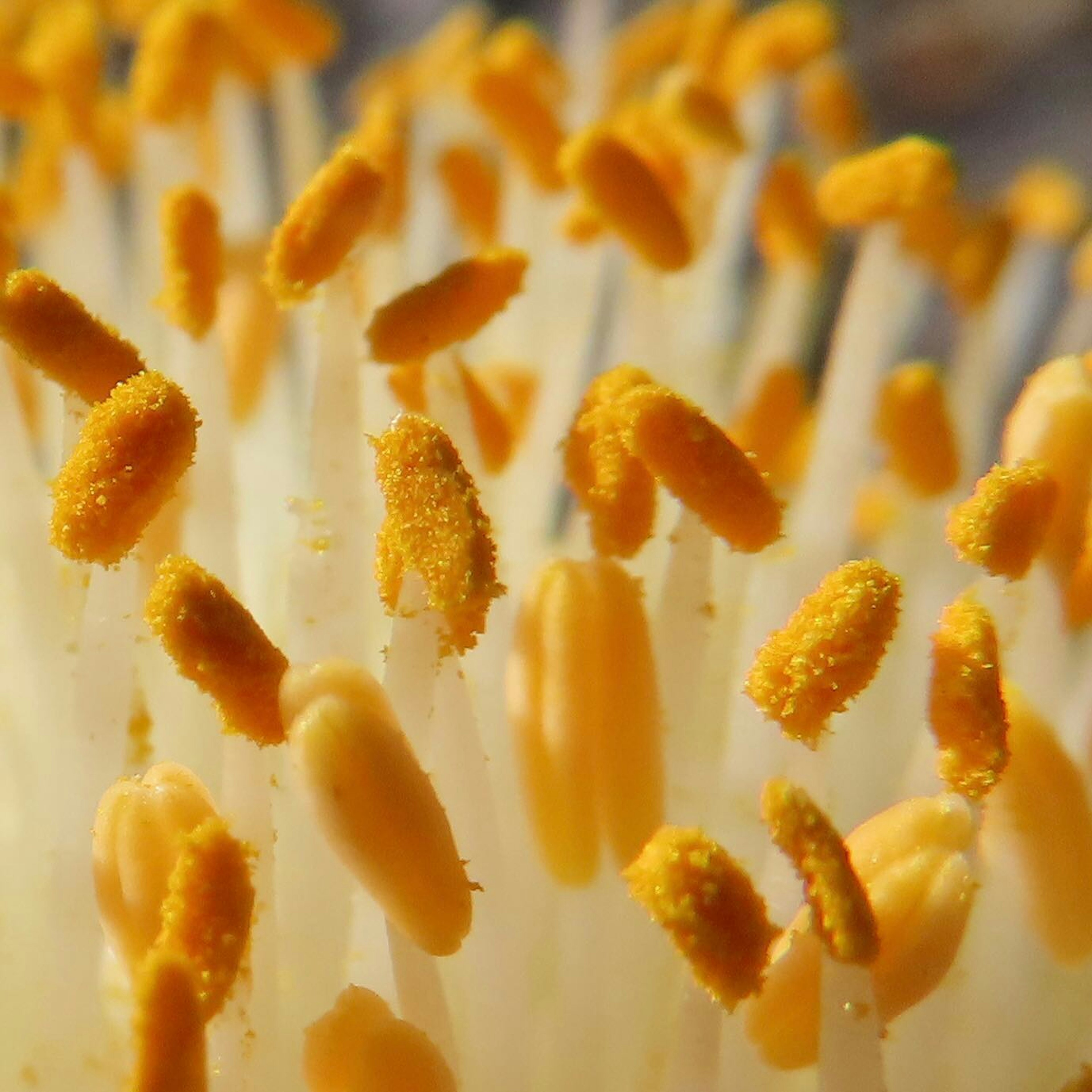 Close-up of plant stamens with yellow pollen