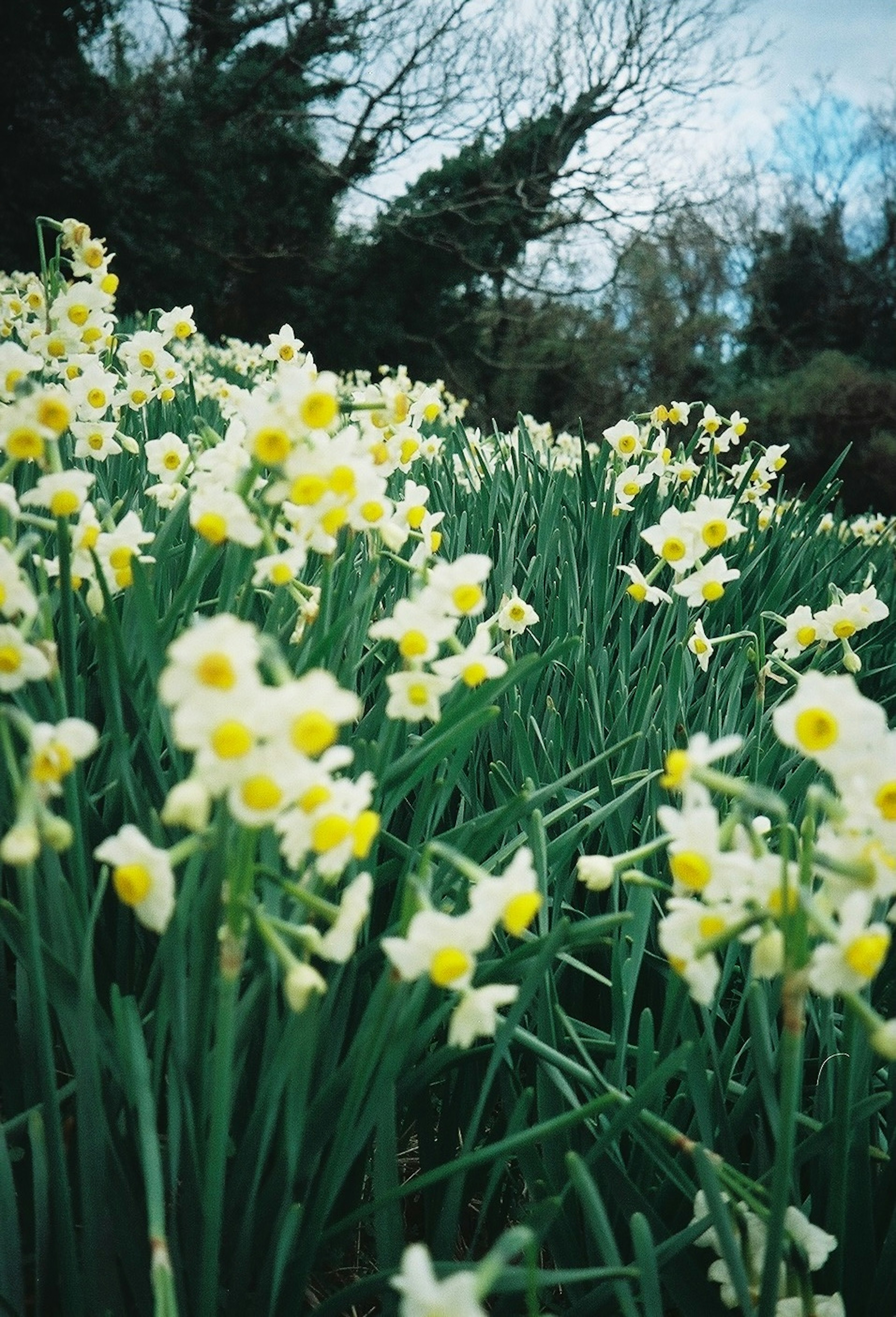 Champ de jonquilles jaunes fleurissant dans l'herbe verte luxuriante