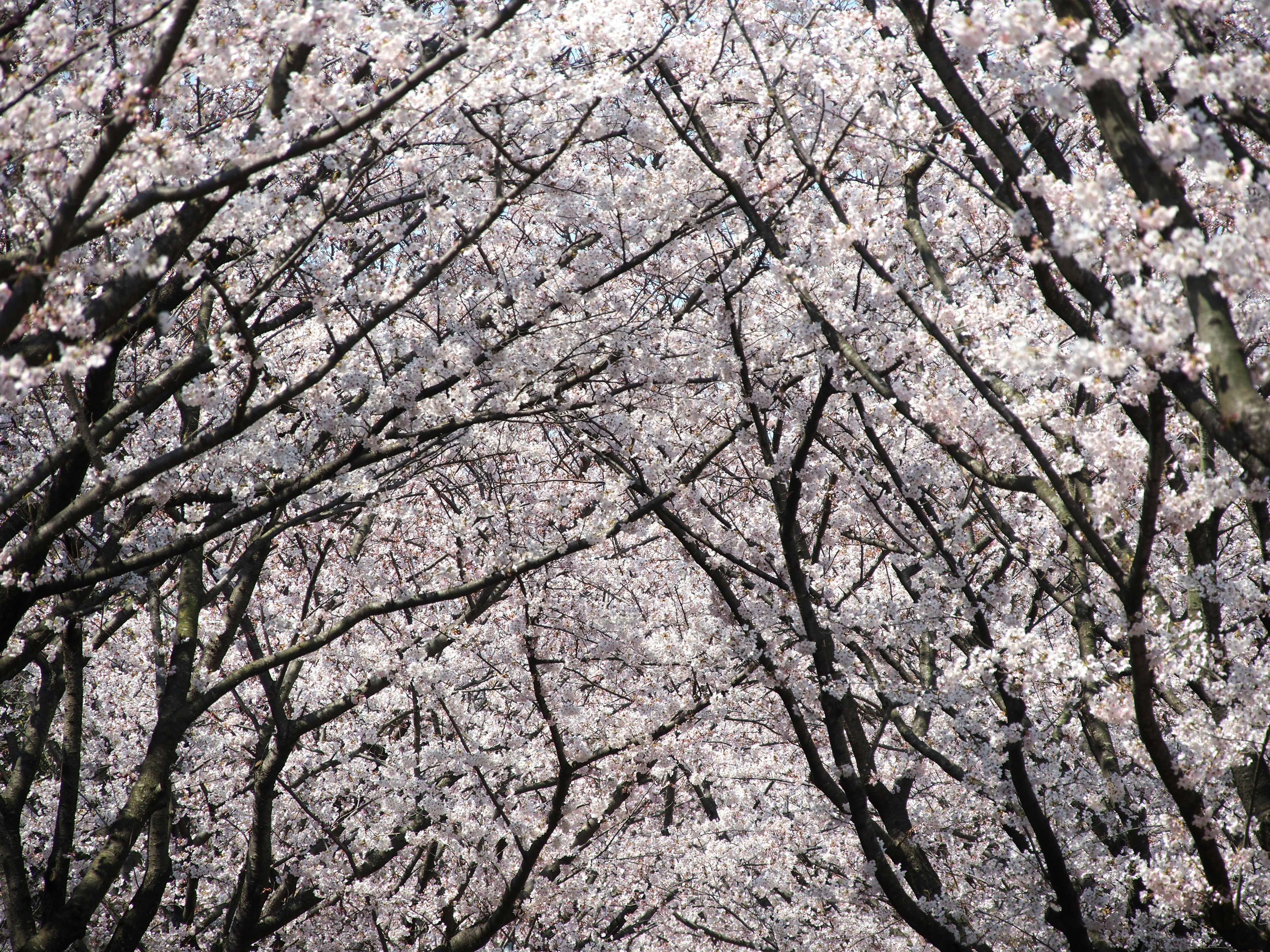 Una vista en túnel de árboles de cerezo en plena floración