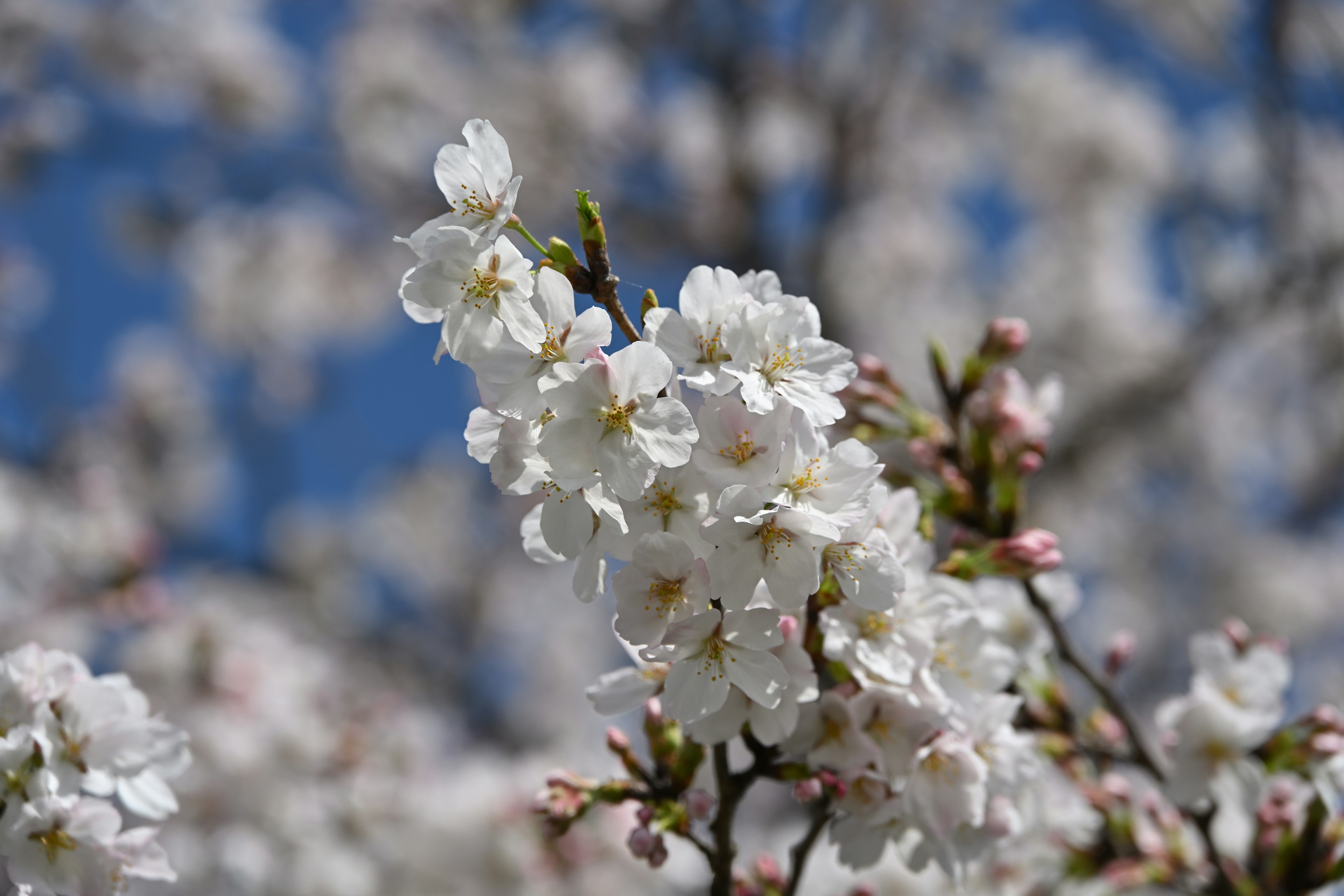 Close-up of white cherry blossom flowers on a branch against a blue sky