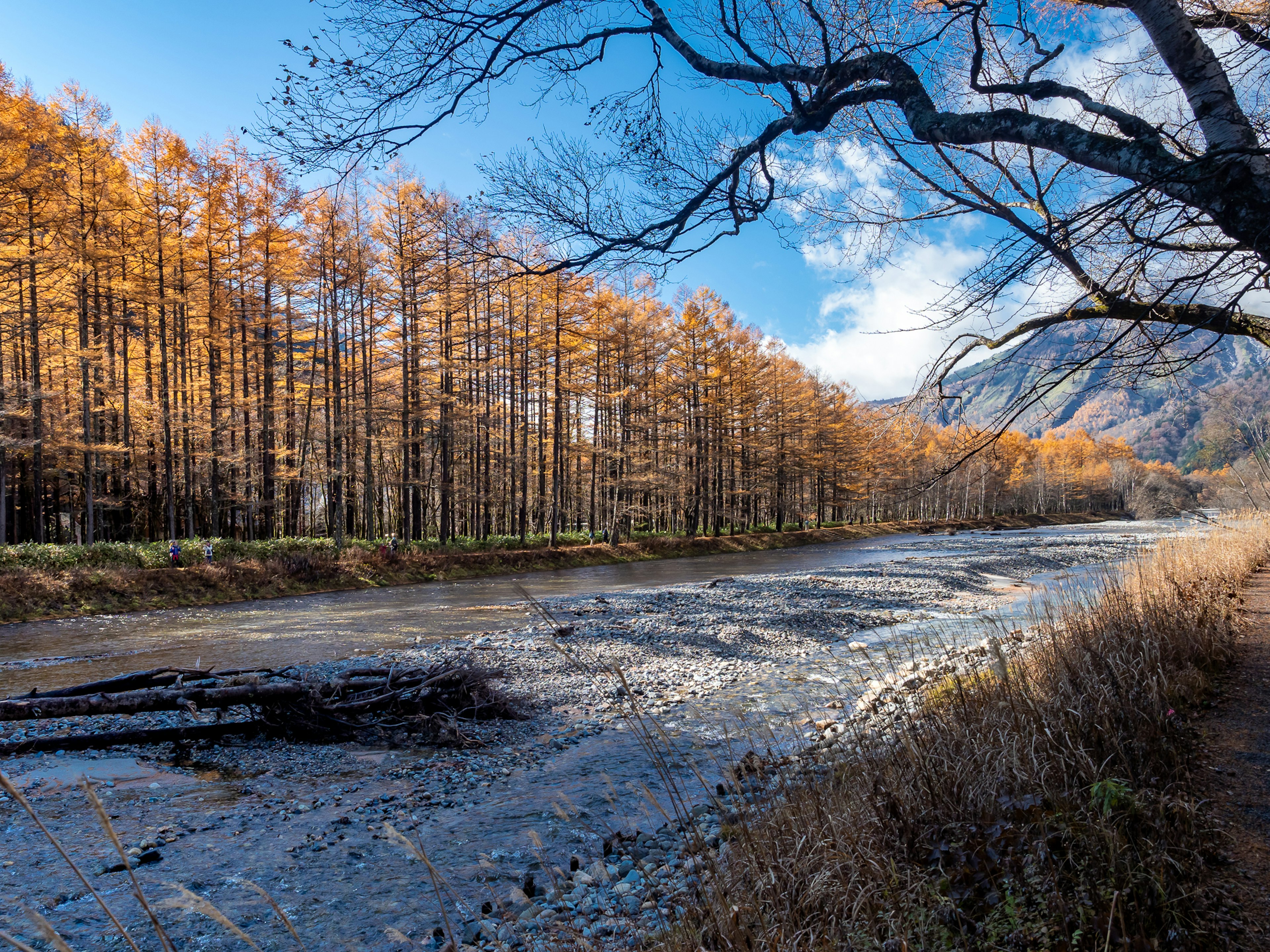 Beautiful autumn scene with orange trees and a serene river flowing