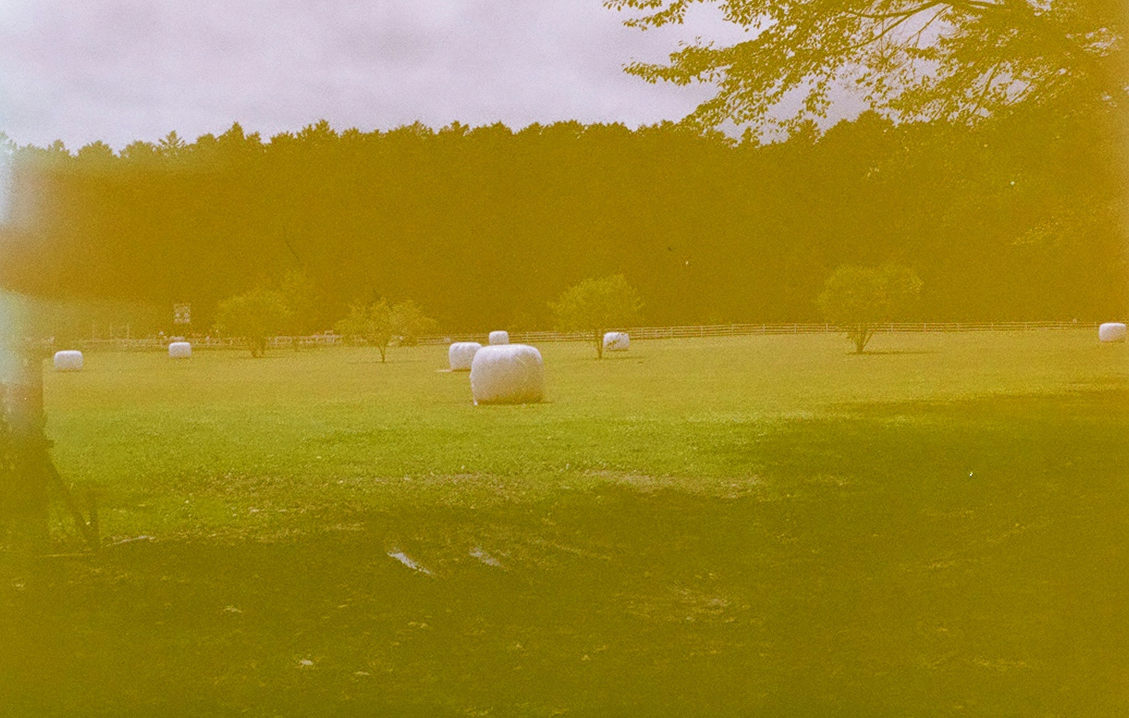 A green meadow with white hay bales scattered throughout