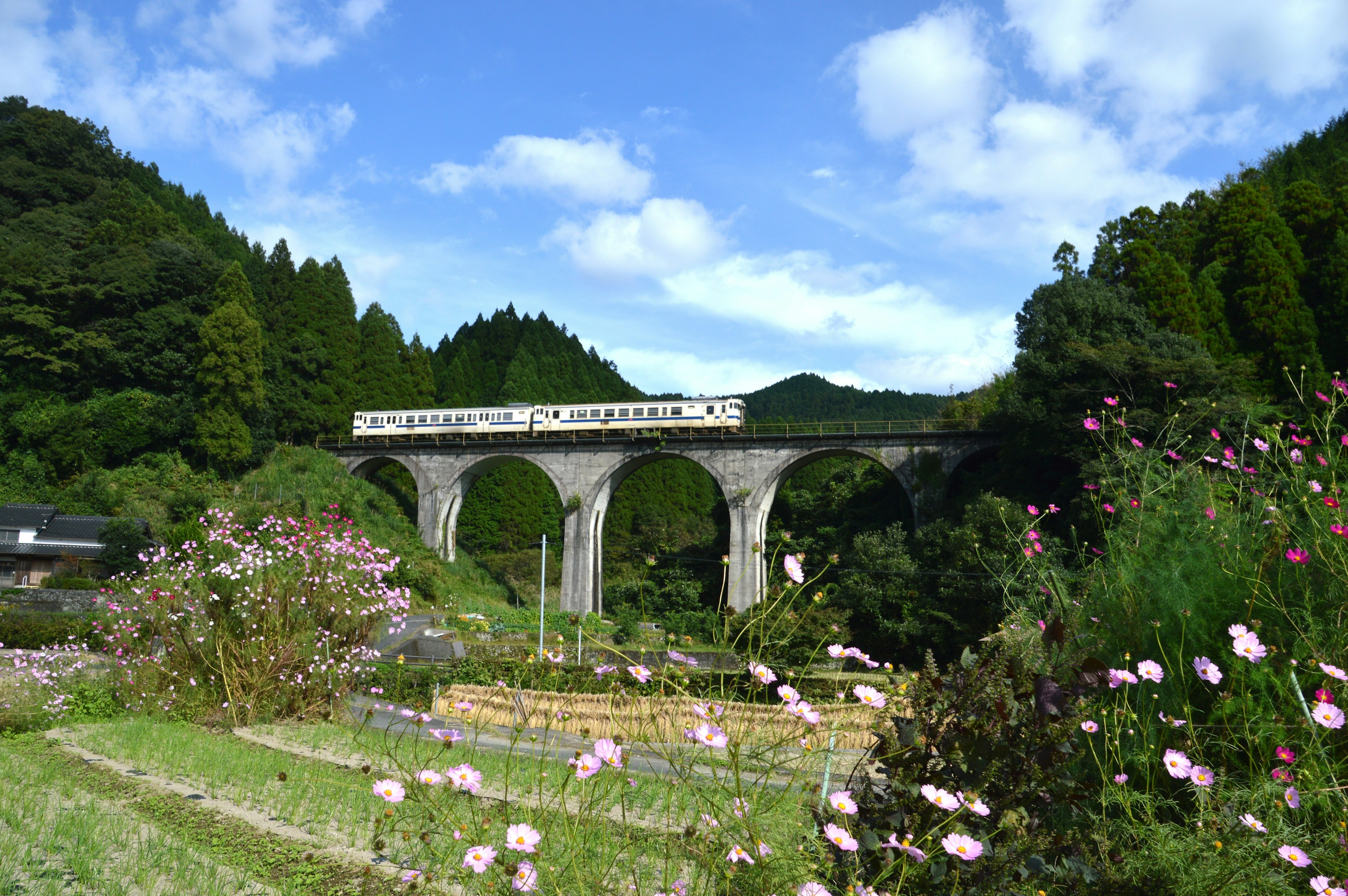 緑豊かな風景に架かる鉄道の高架橋と花々