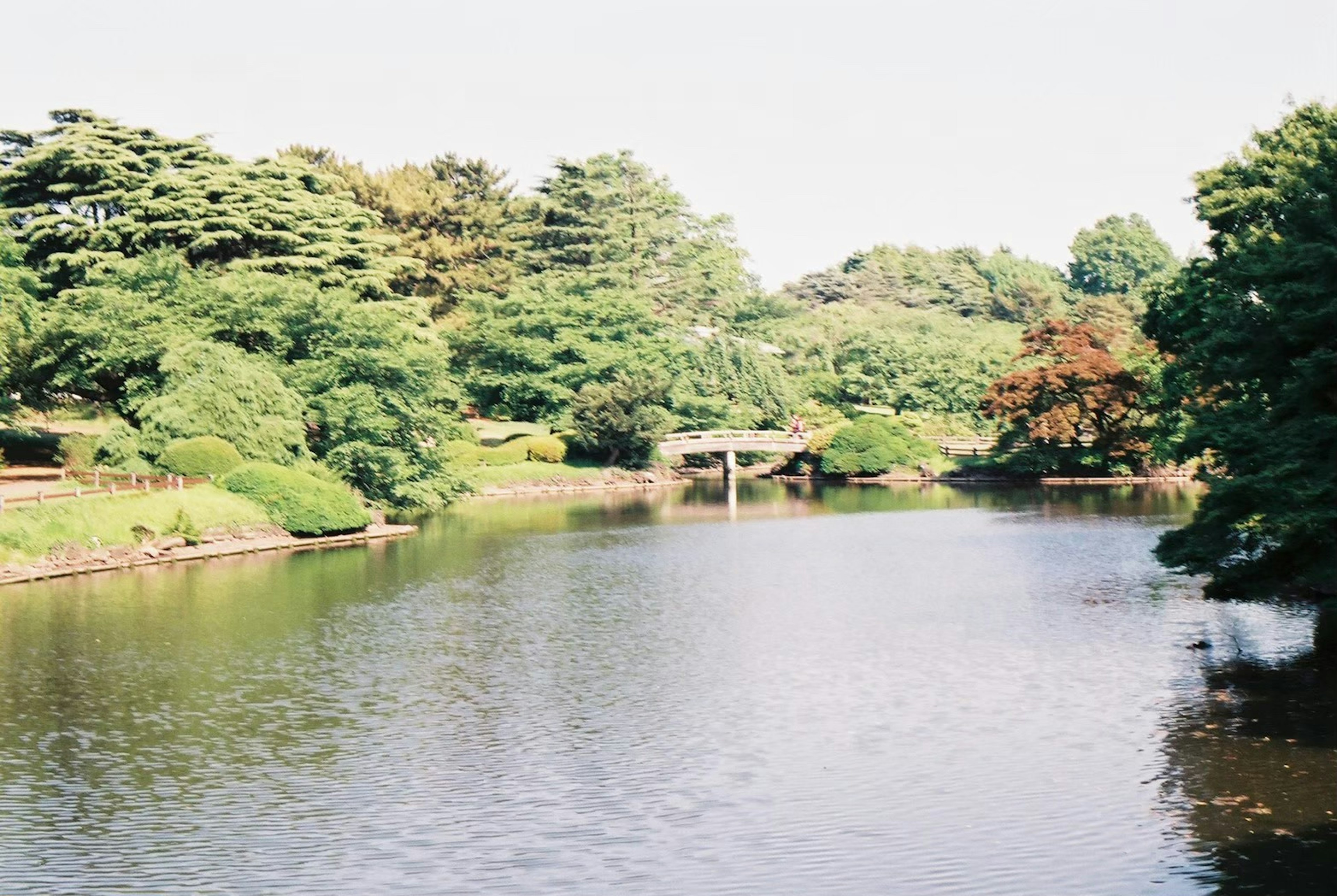 Serene pond surrounded by lush greenery and trees