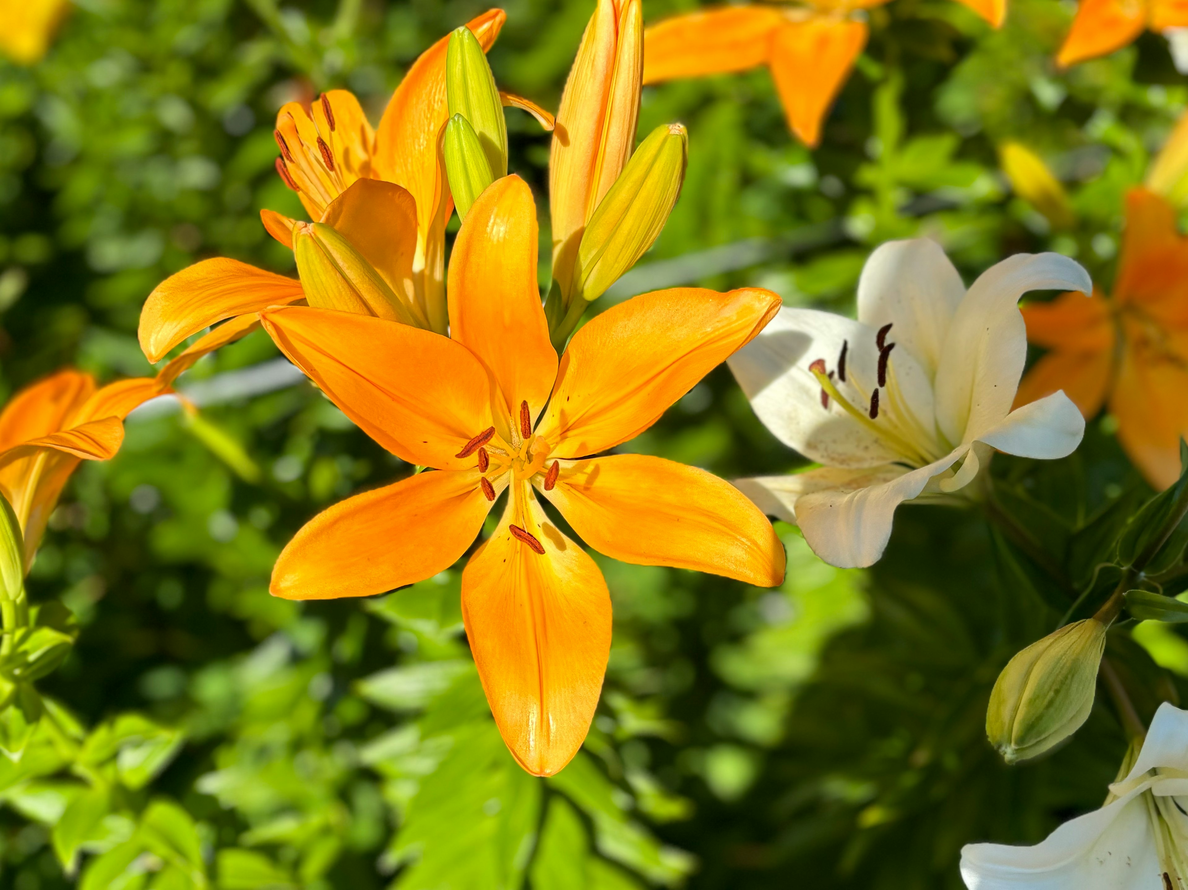 Flor de lirio naranja vibrante junto a un lirio blanco en plena floración