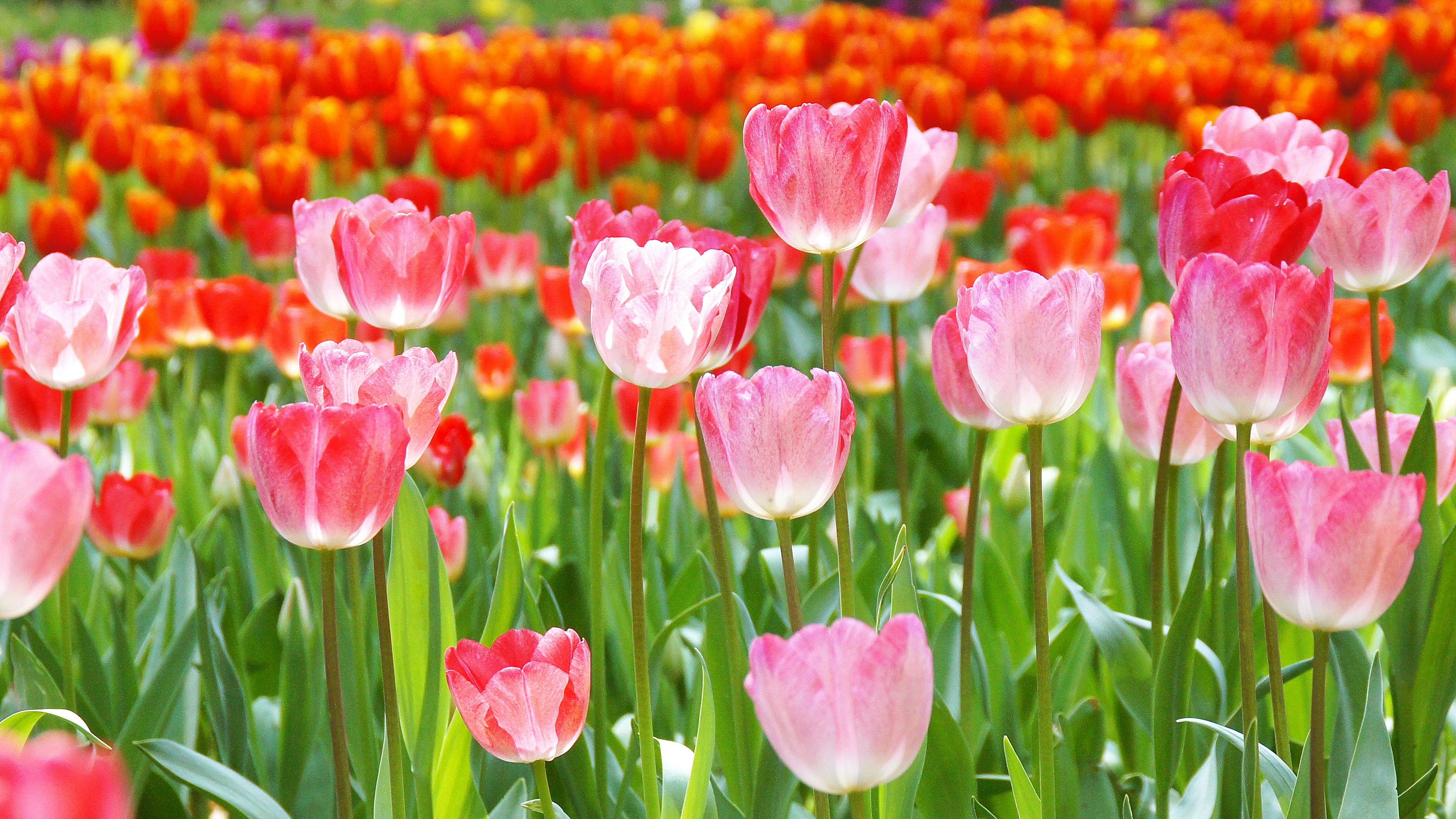 Colorful tulip field with pink and red flowers