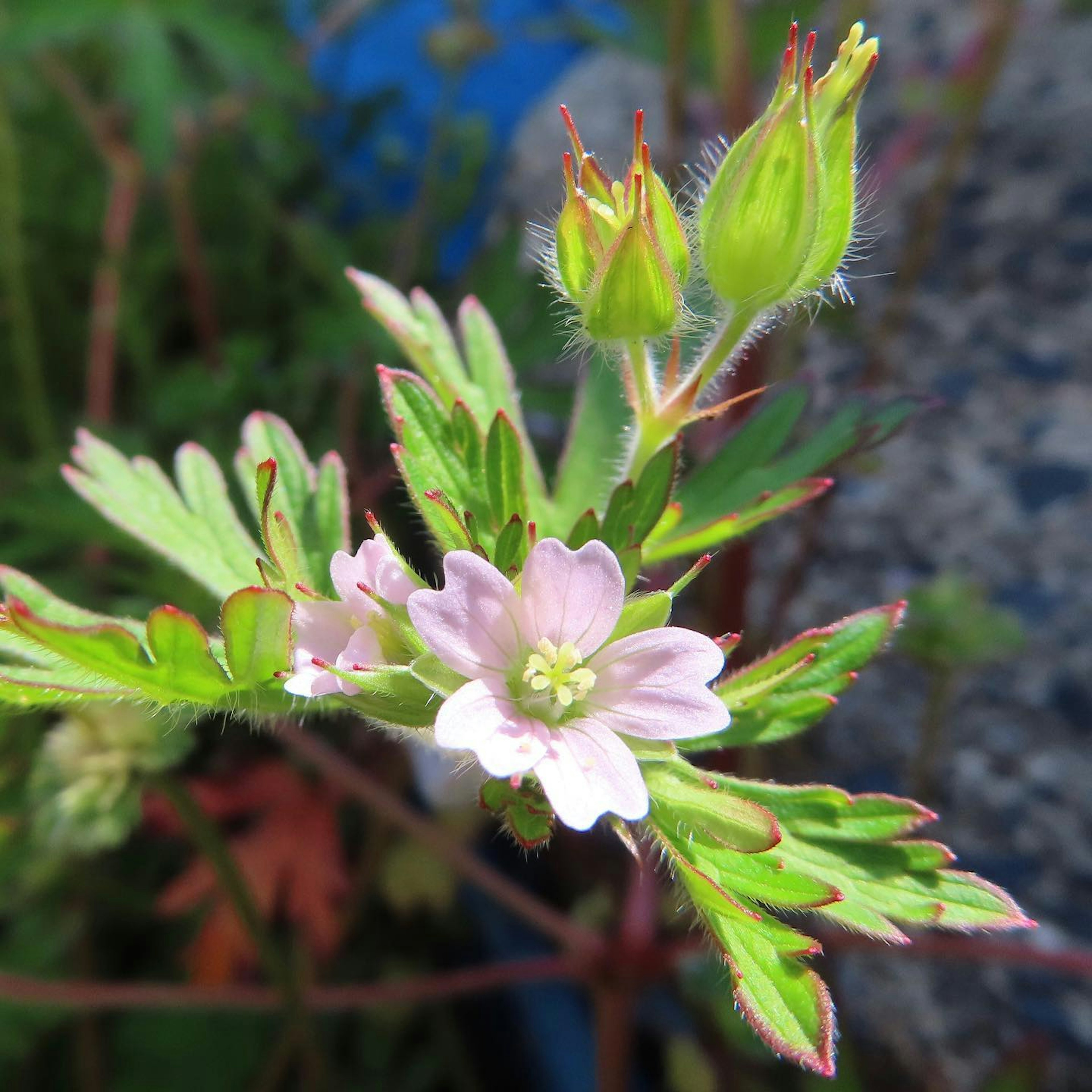 Nahaufnahme einer Pflanze mit hellrosa Blüten und grünen Blättern