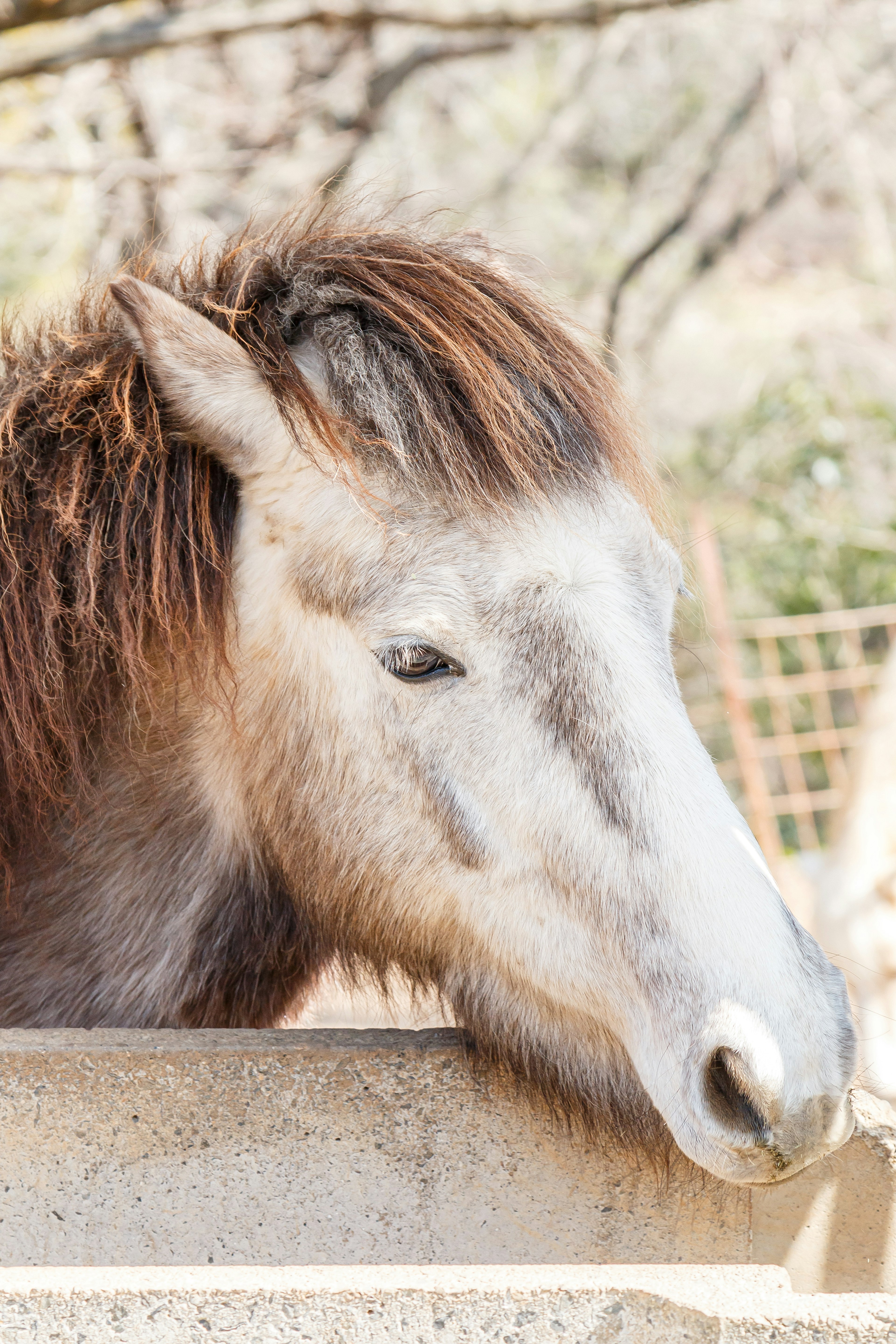 Gros plan sur le visage d'un cheval gris avec une expression calme