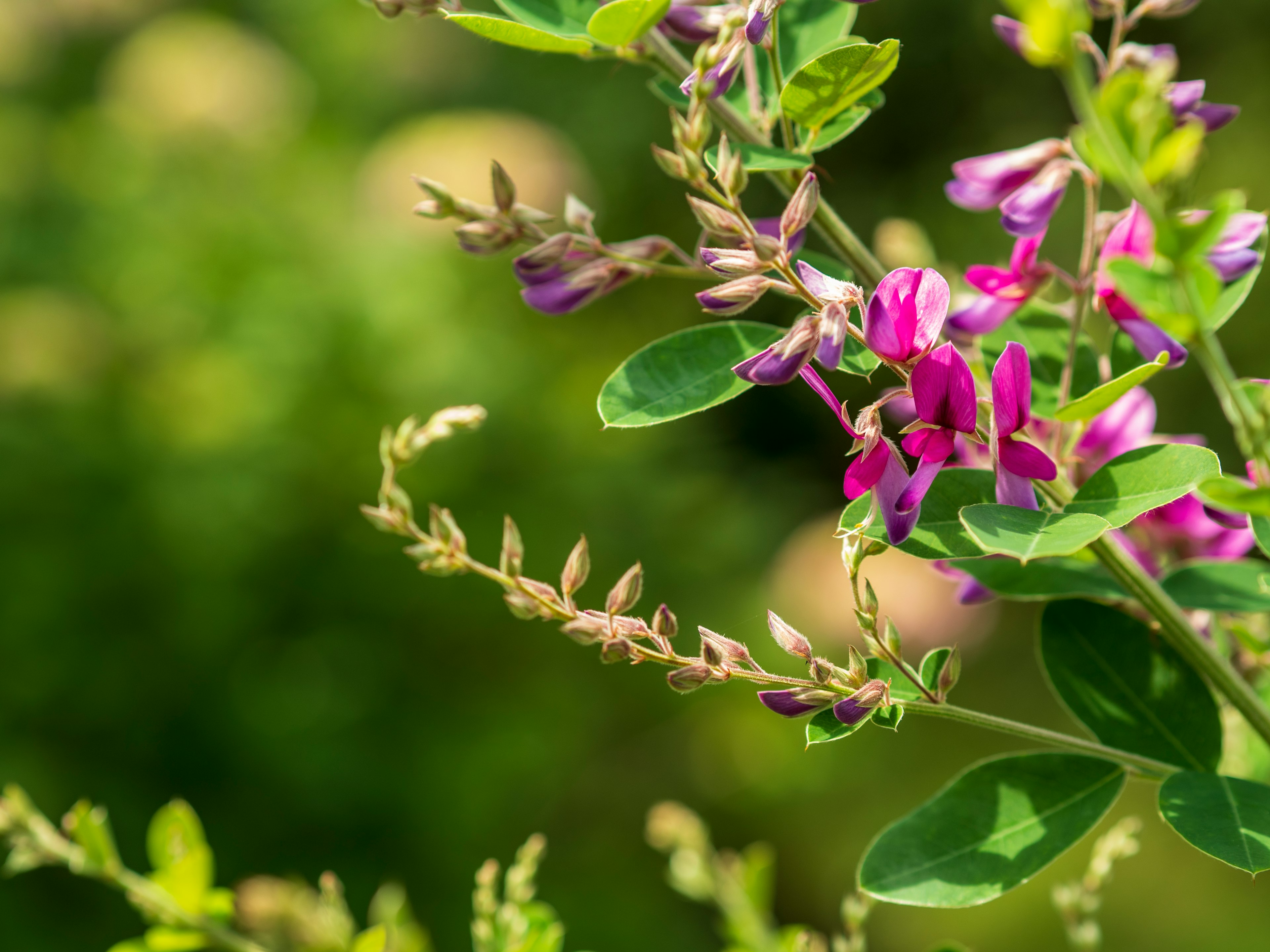 Gros plan d'une plante avec des fleurs violettes sur fond vert