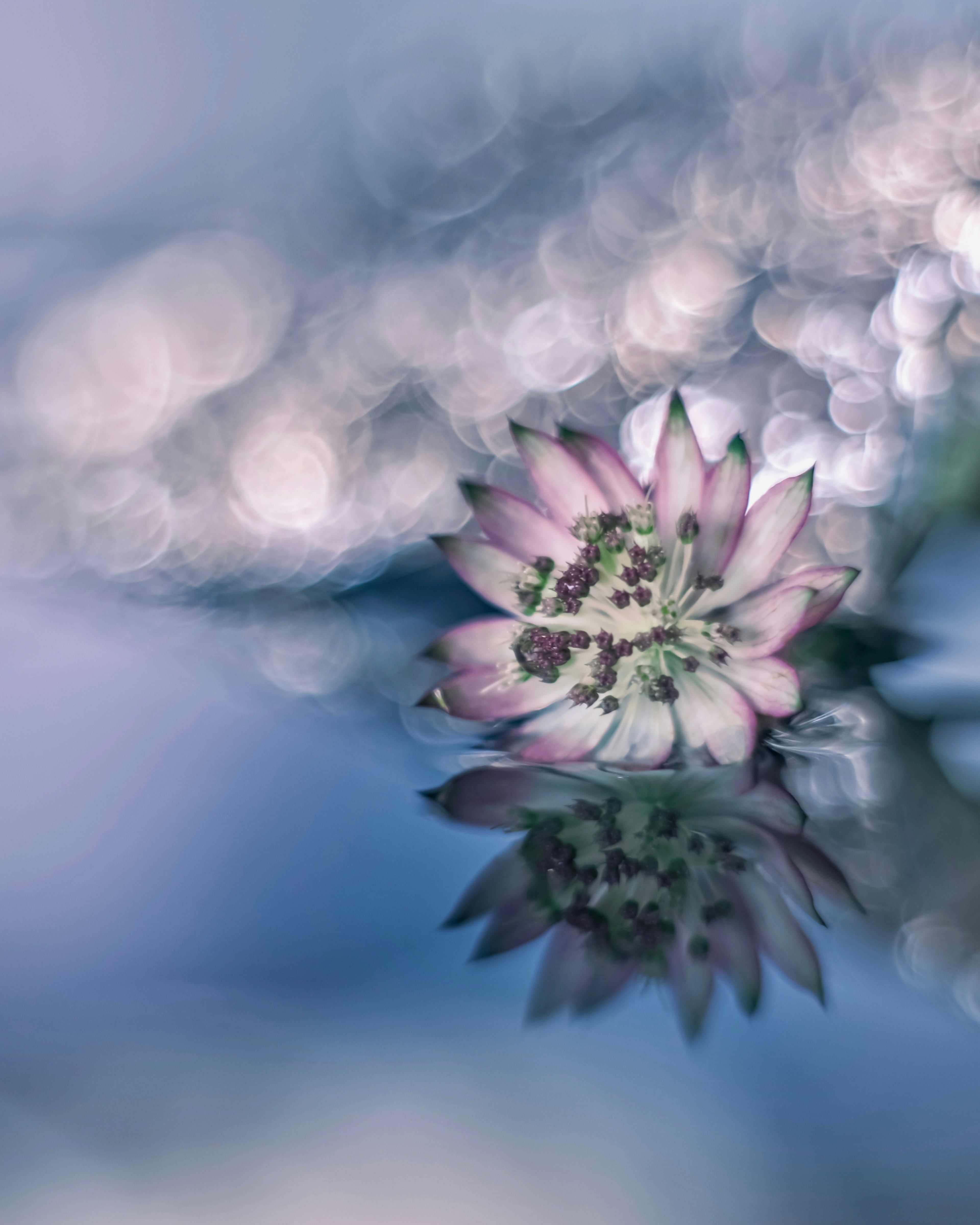 Hermosa reflexión de una flor en el agua con colores suaves