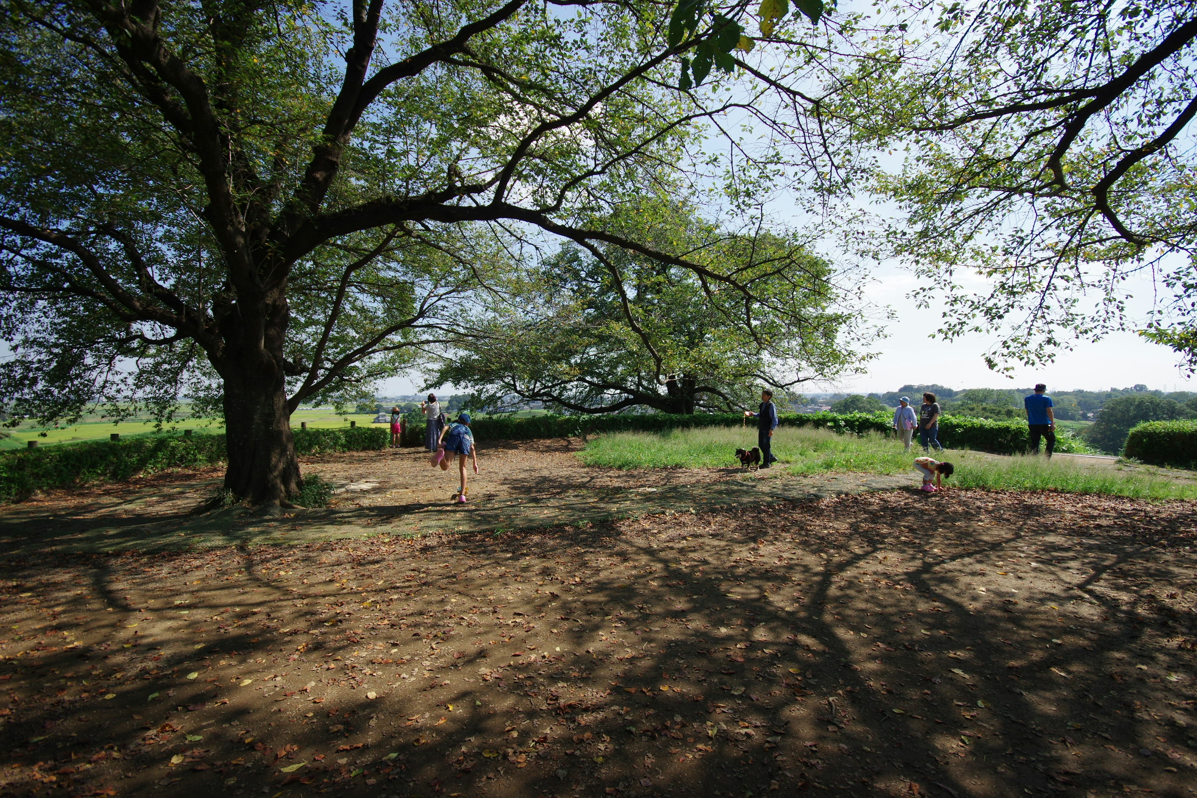 広い緑の草原に大きな木があり、人々が散歩している風景