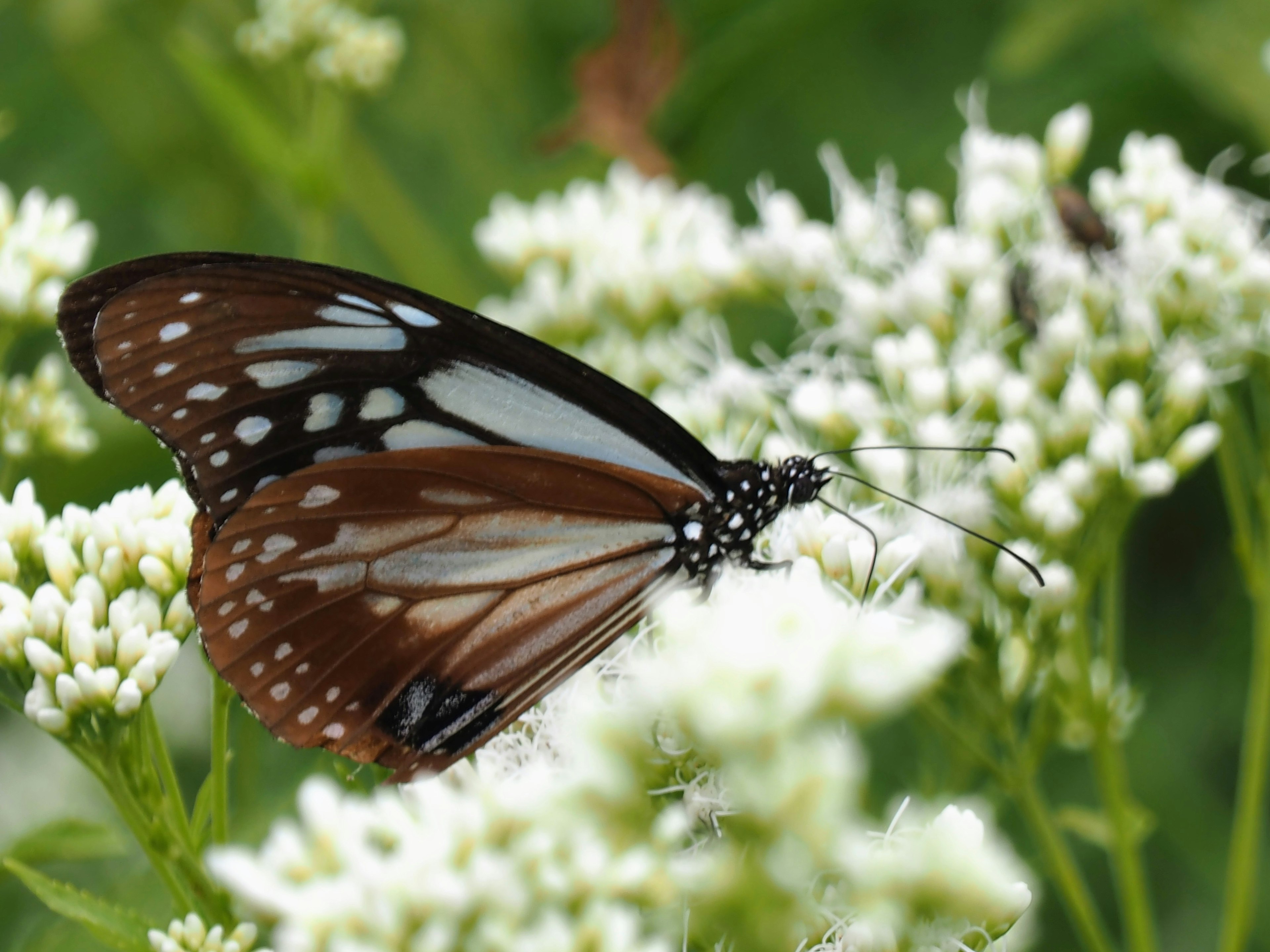 Papillon brun et blanc posé sur des fleurs blanches