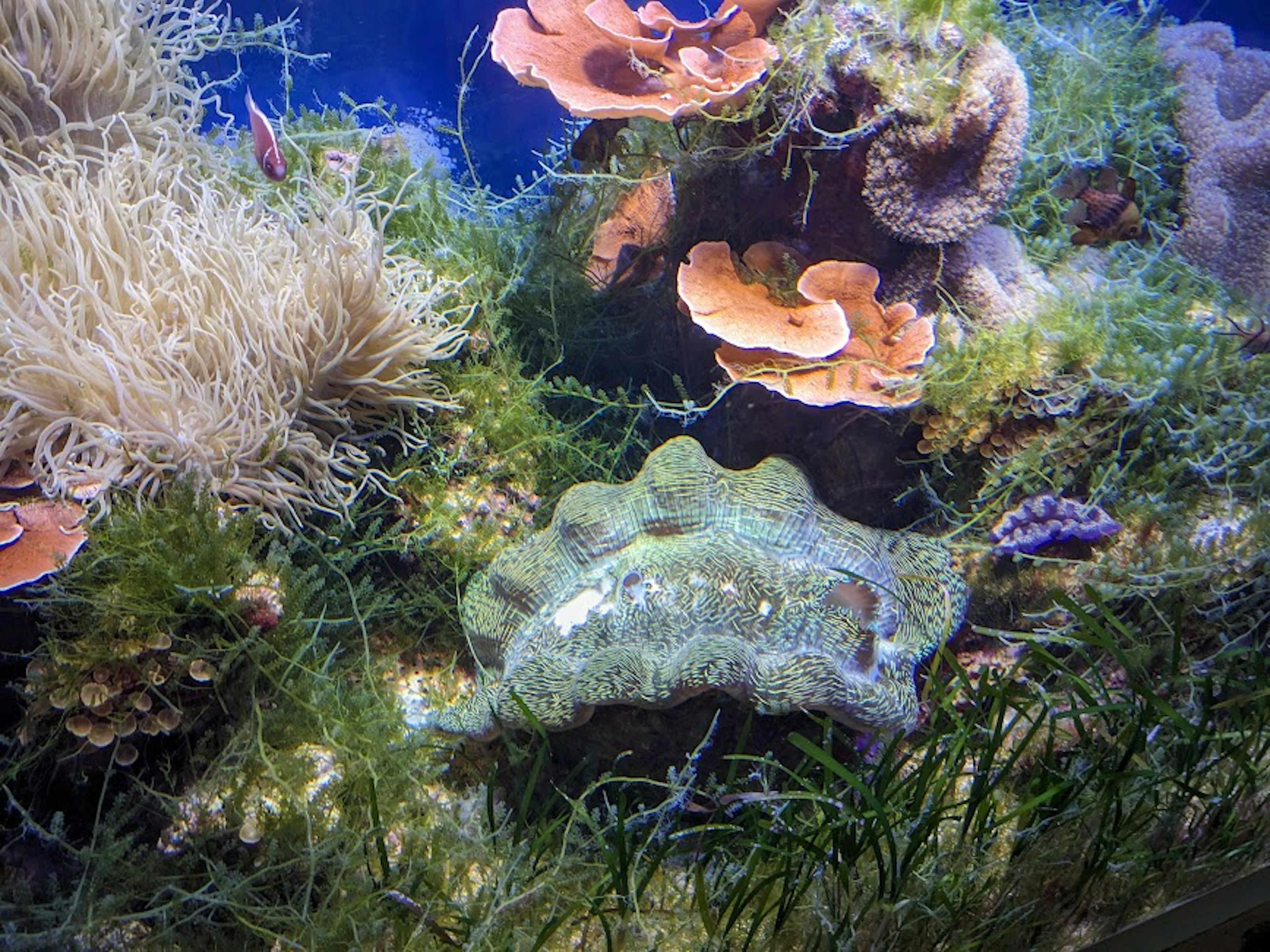 A turtle swimming among colorful corals and seaweed