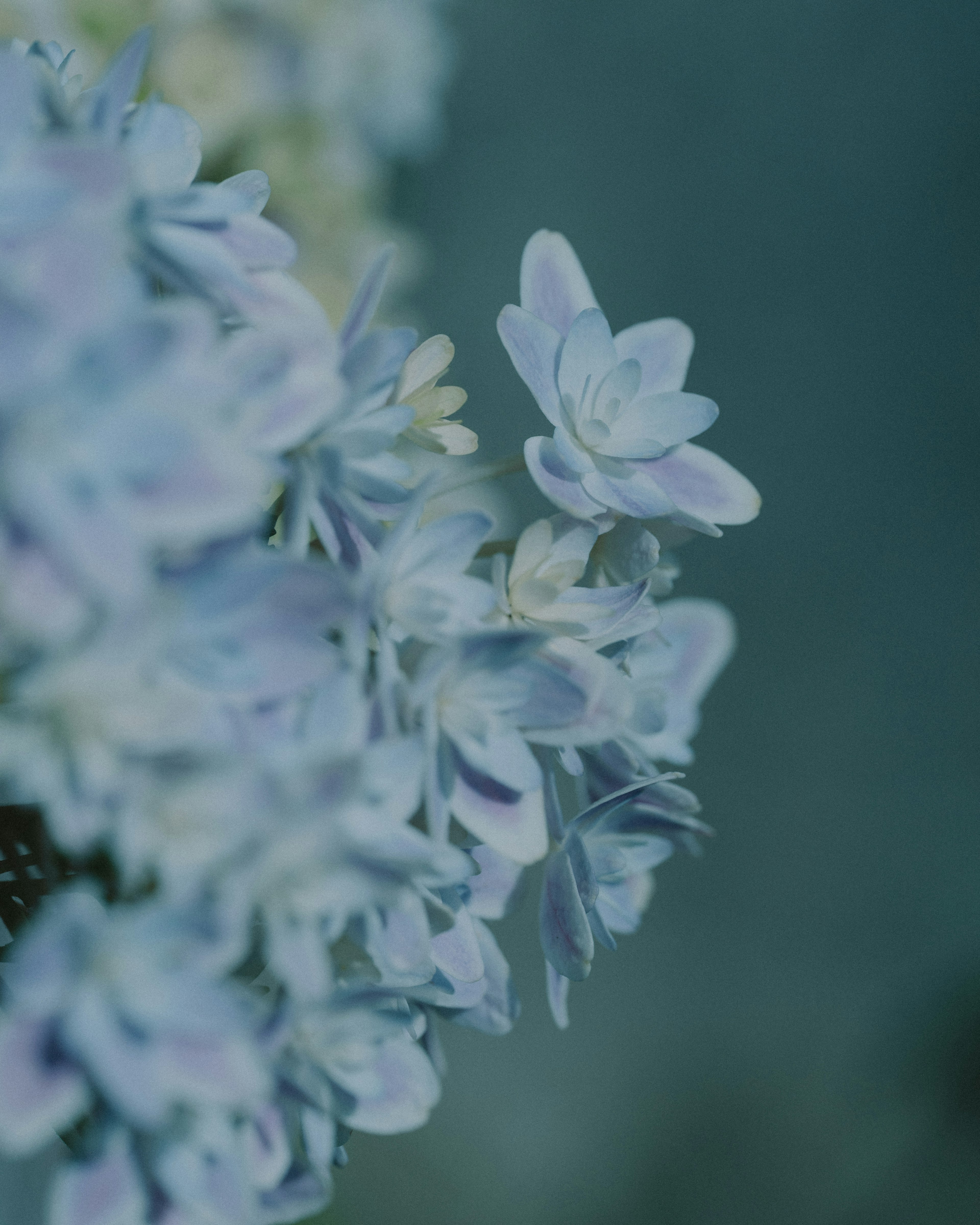 淡い青色の花のクローズアップで、柔らかい花びらが際立つ