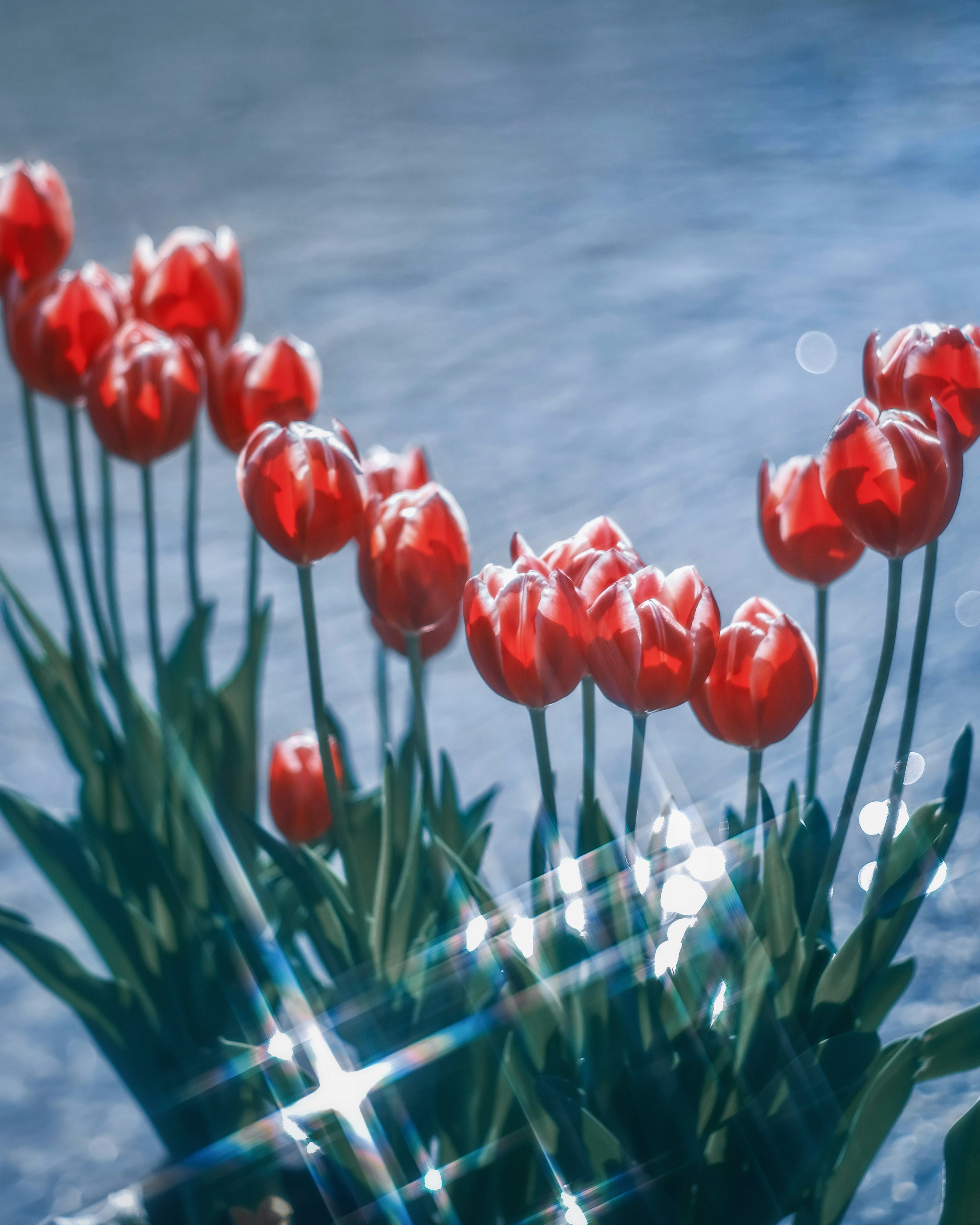 A bouquet of red tulips against a blue water background