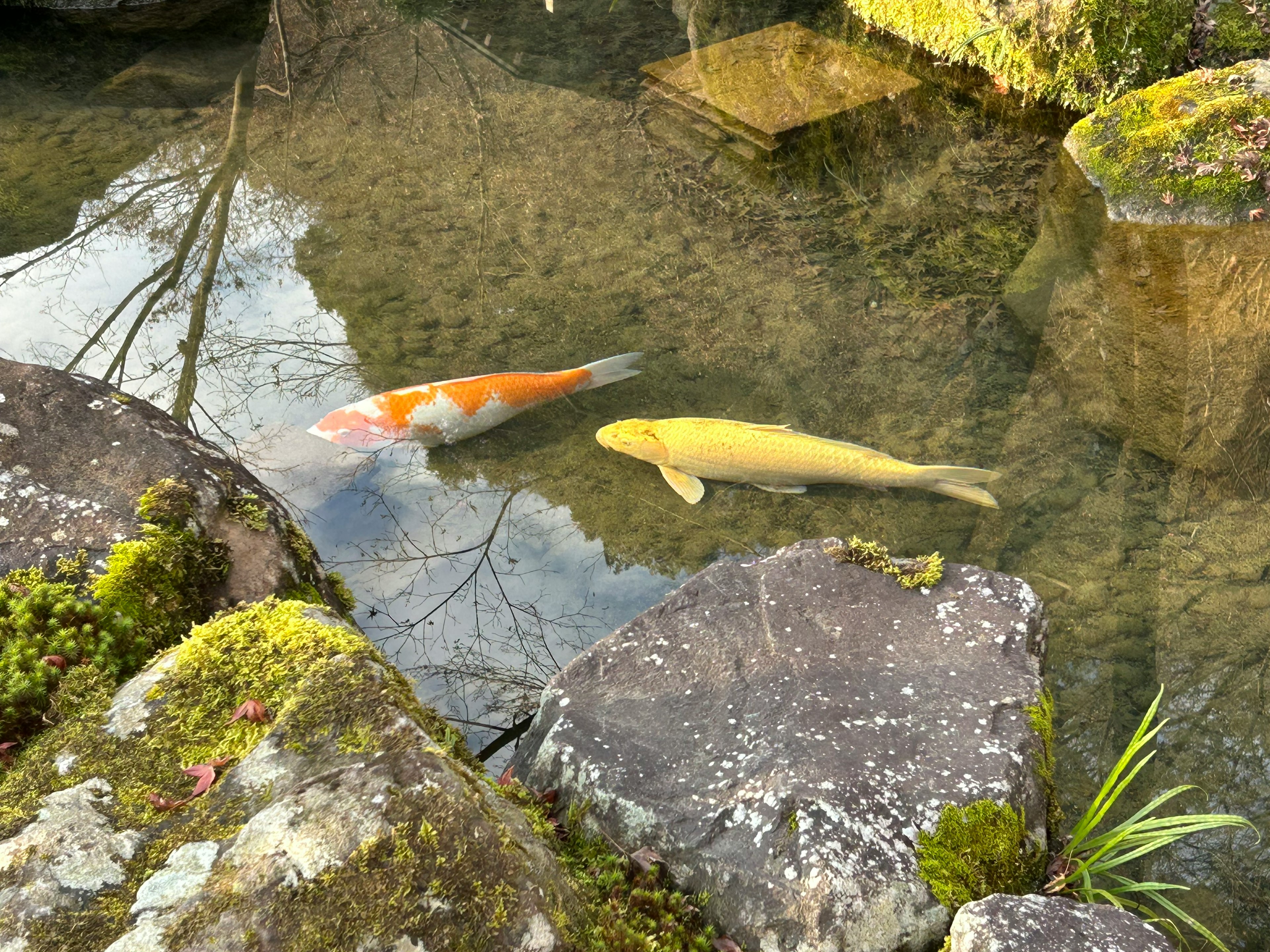 池塘中游动的橙色和黄色锦鲤，周围是岩石