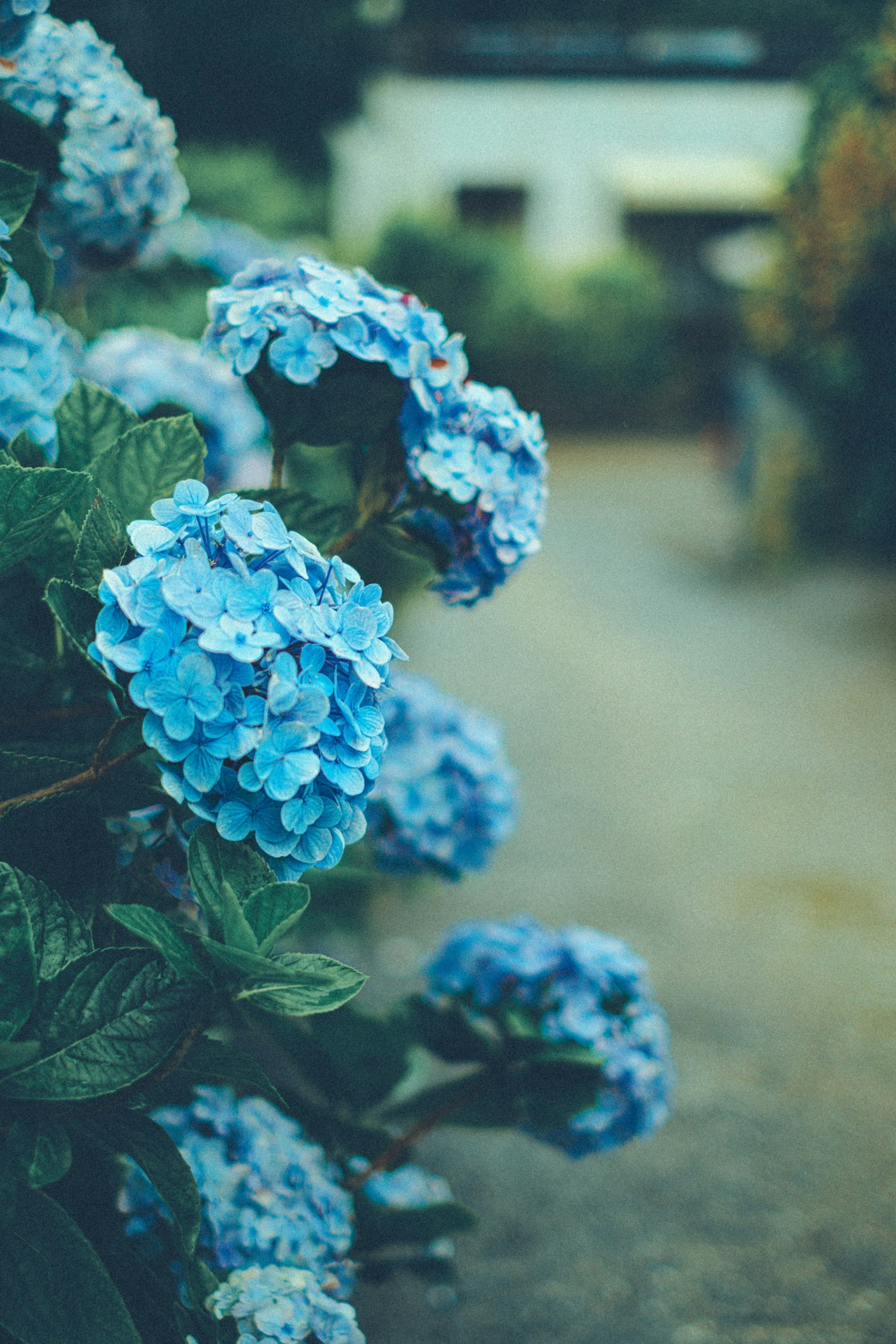 Blaue Hortensienblüten in einem Garten