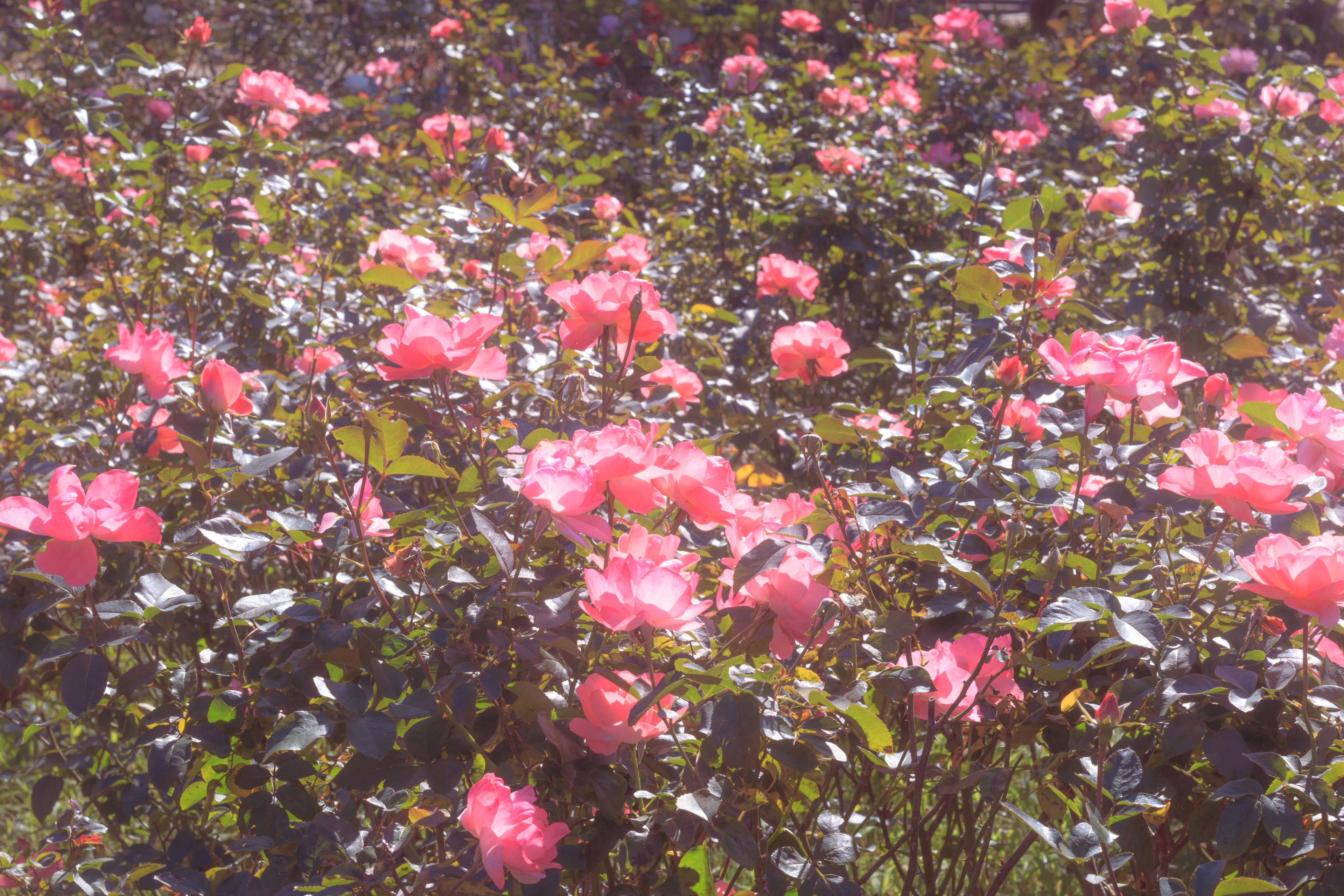 Vibrant pink roses blooming in a garden setting