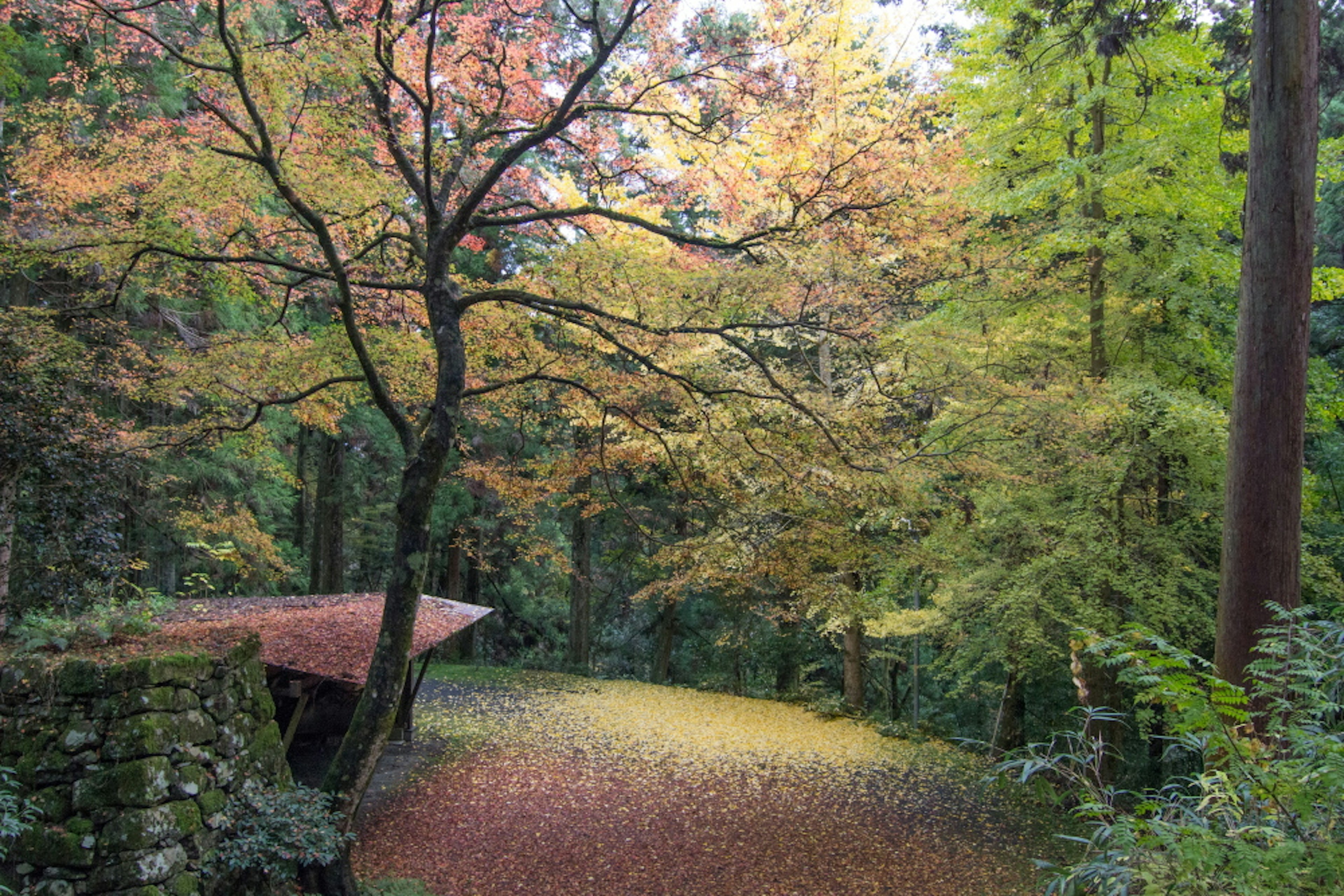 Follaje de otoño con árboles coloridos en un bosque verde