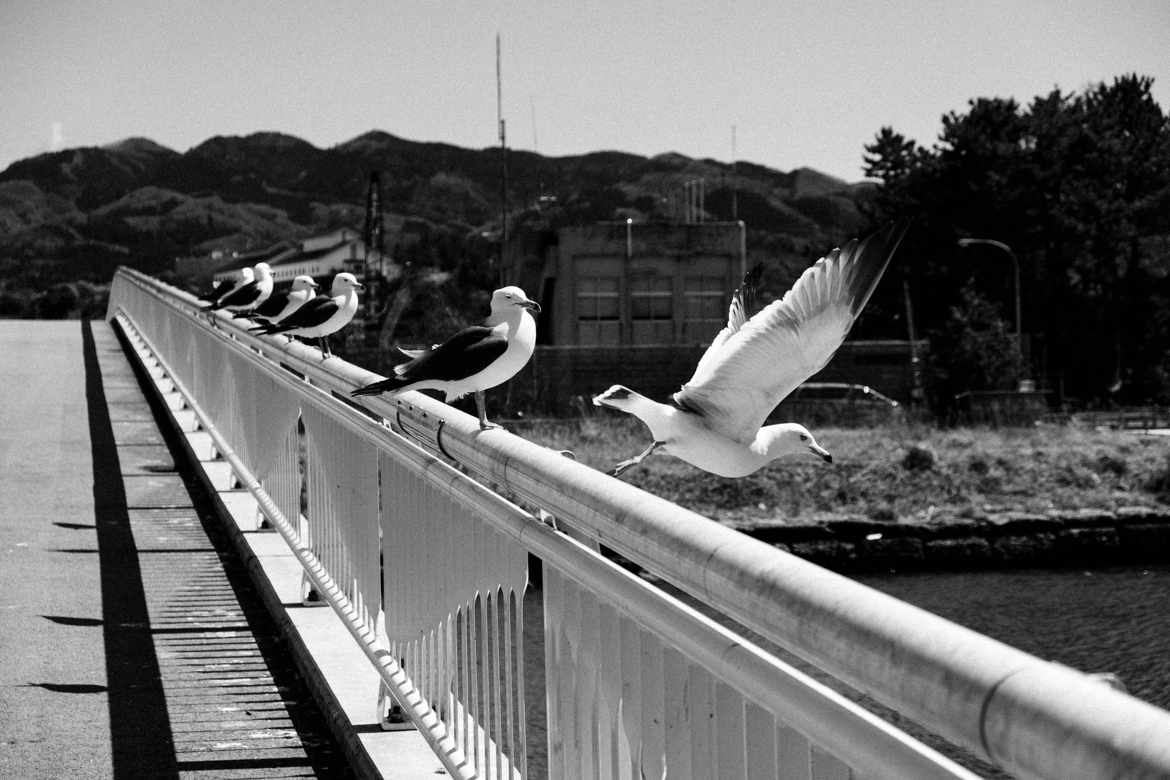 Gabbiani su un ponte in bianco e nero con uno che decolla